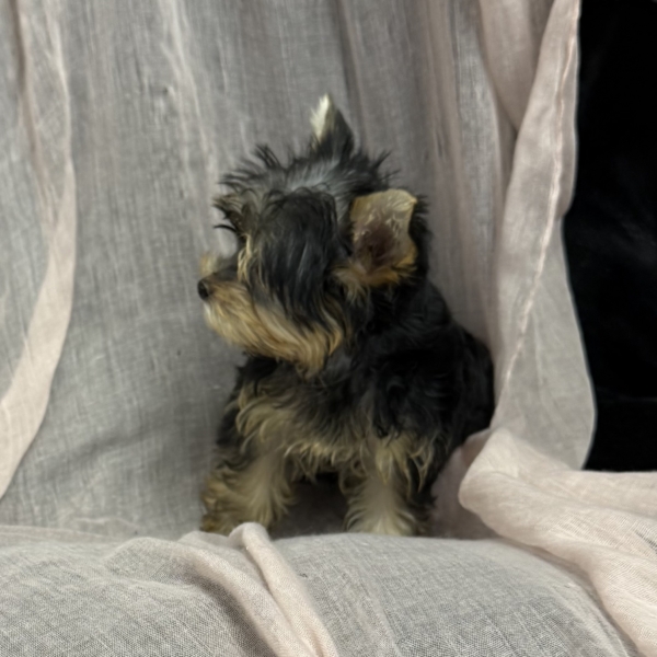 puppies for sale in boca raton