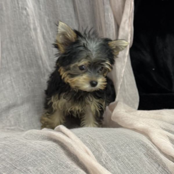 puppies for sale in boca raton