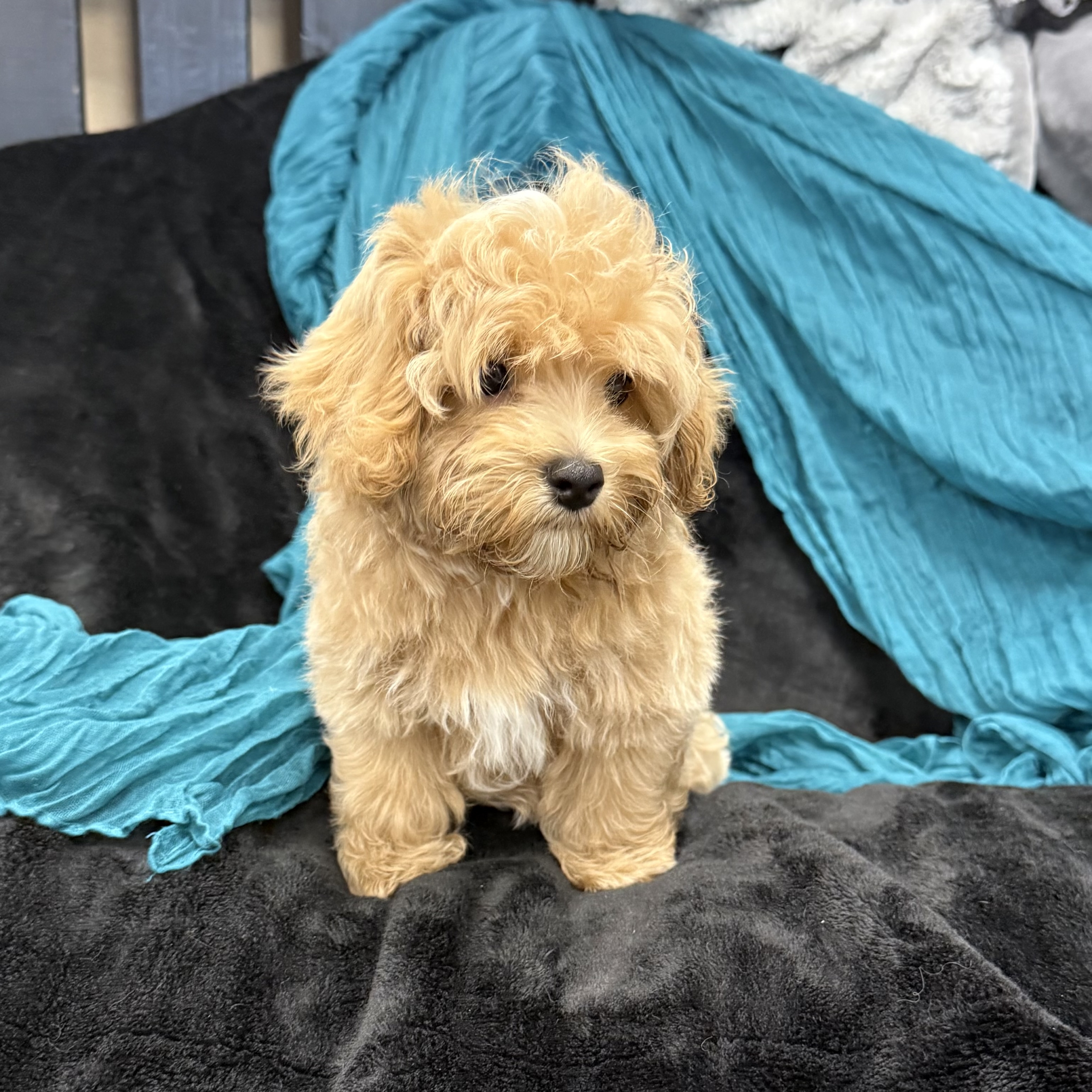 puppy grooming in boca raton puppies for sale in boca raton