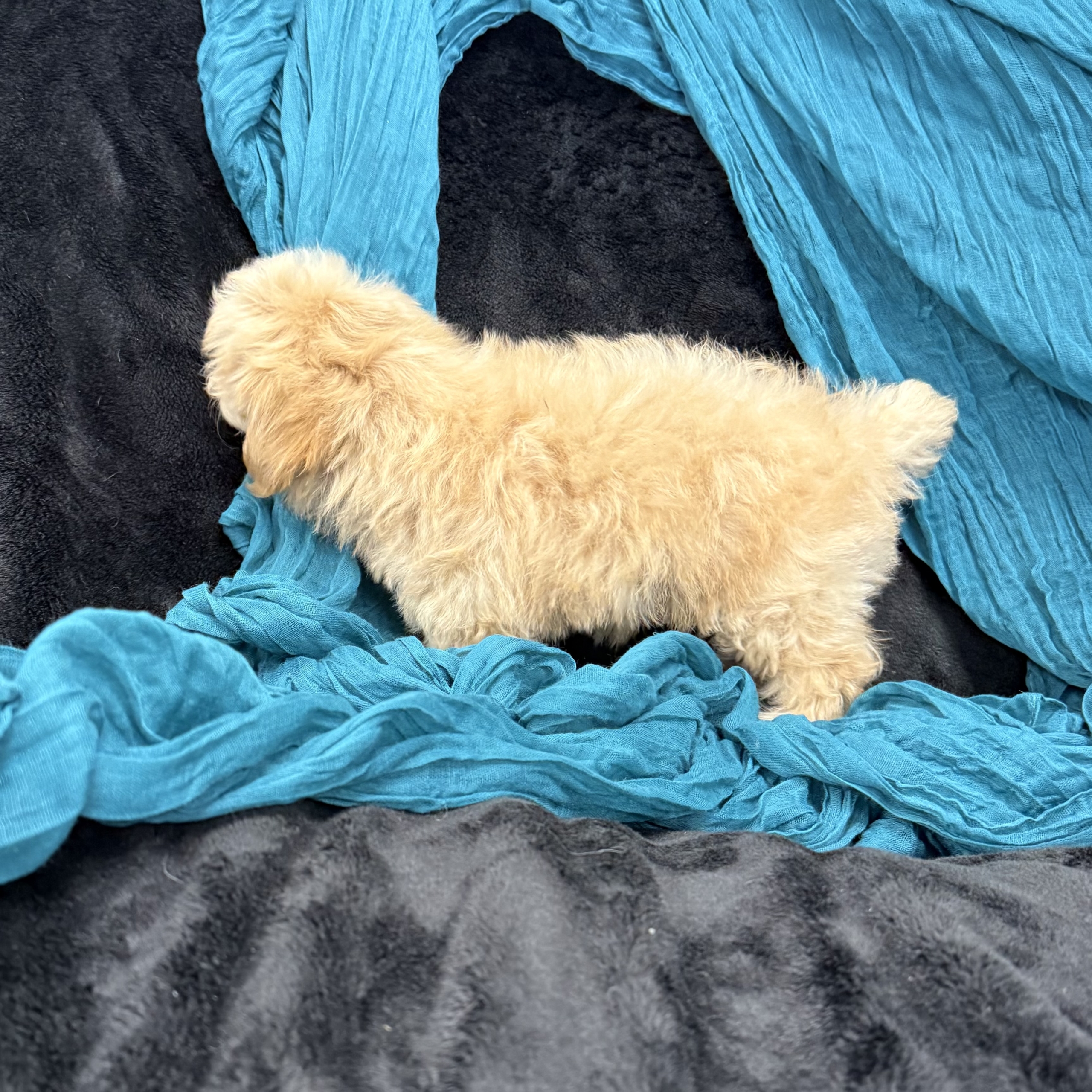 puppy grooming in boca raton puppies for sale in boca raton