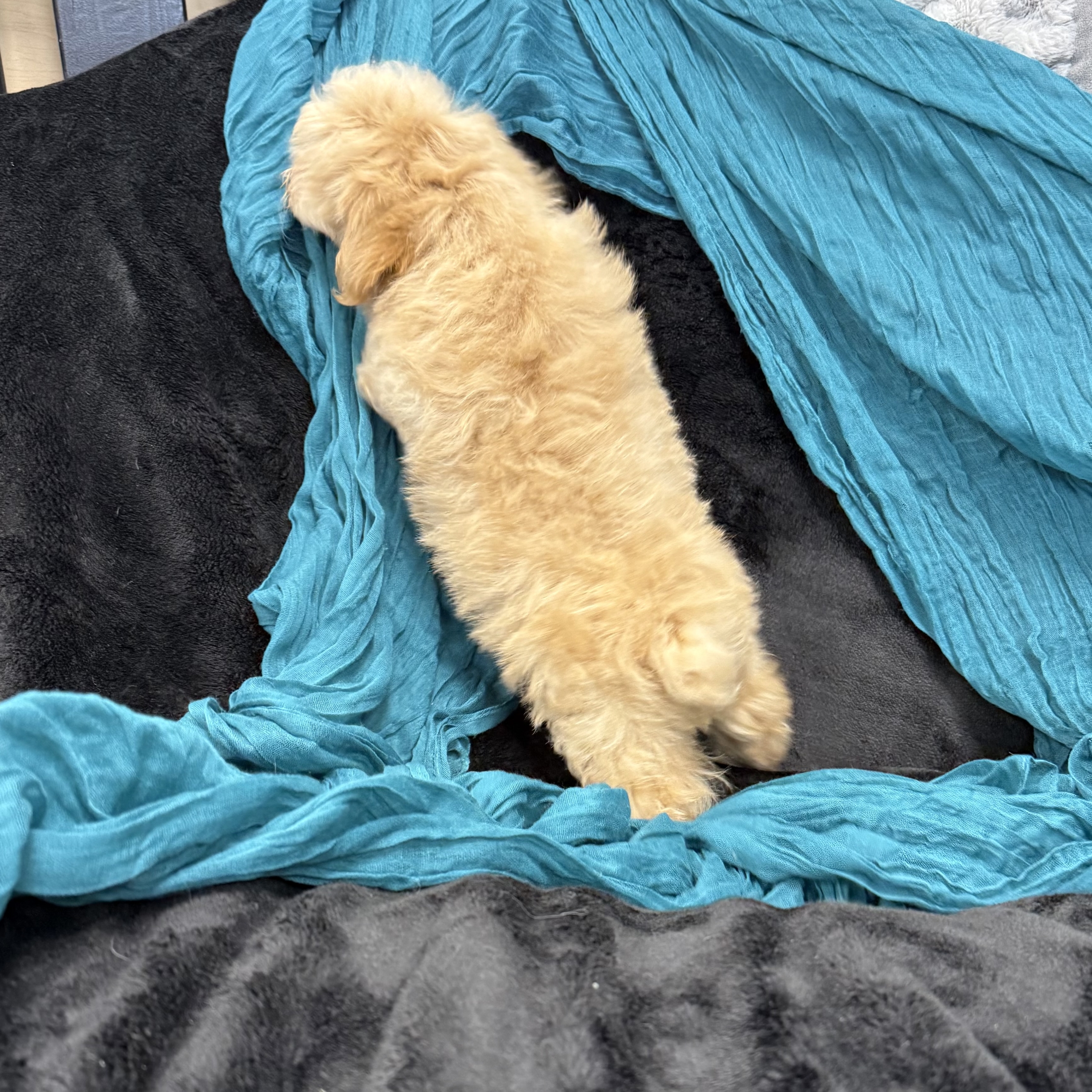 puppy grooming in boca raton puppies for sale in boca raton