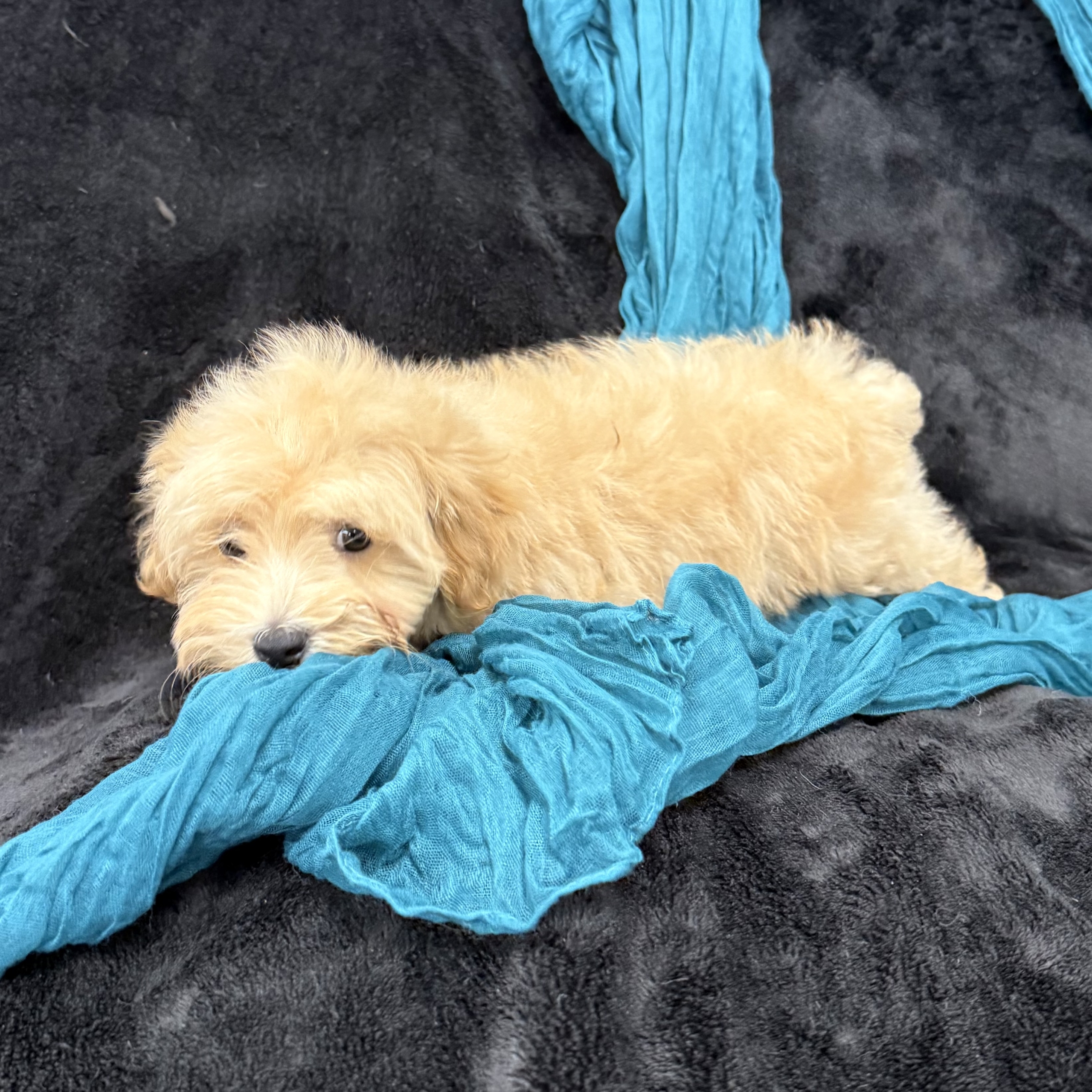 puppy grooming in boca raton puppies for sale in boca raton