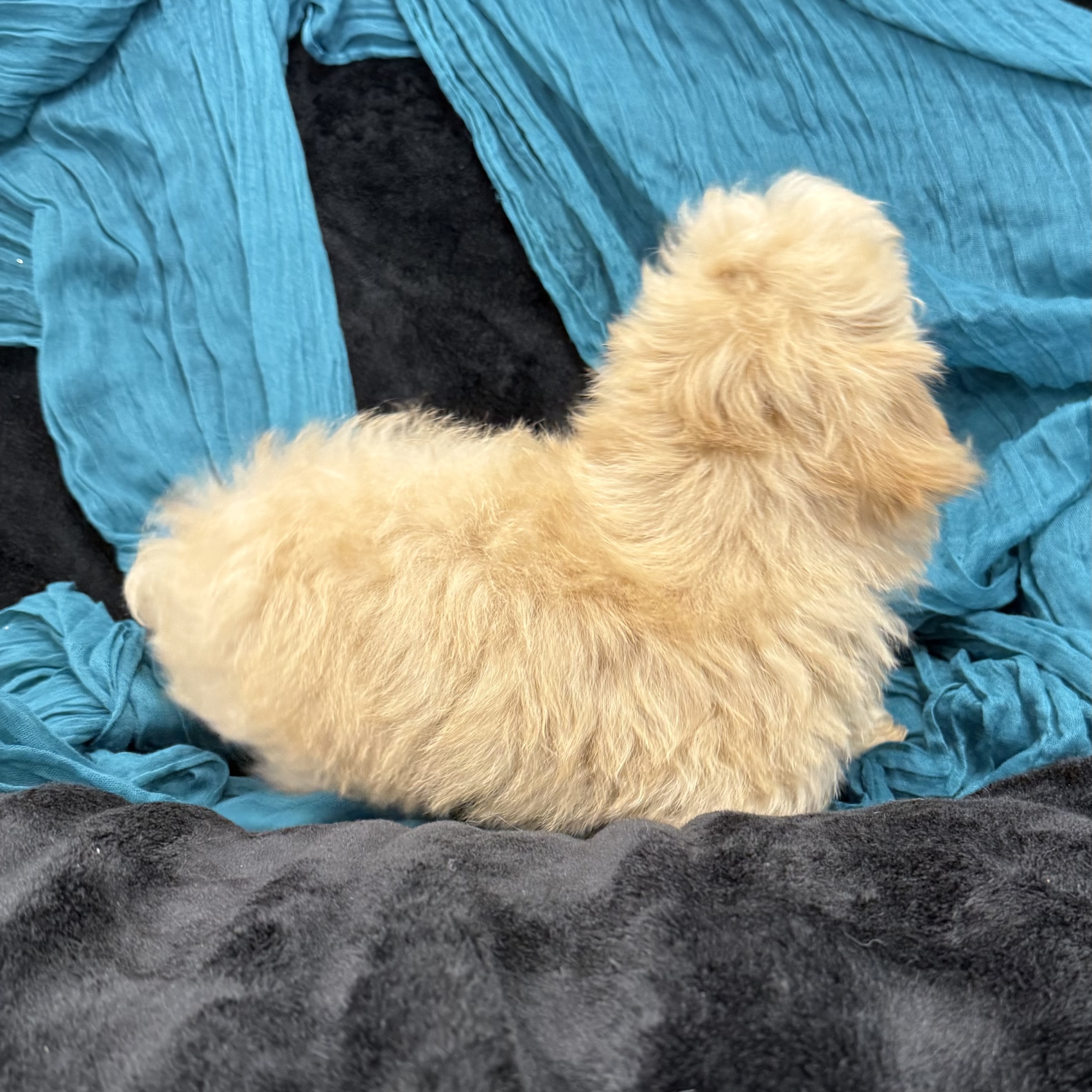 puppy grooming in boca raton puppies for sale in boca raton