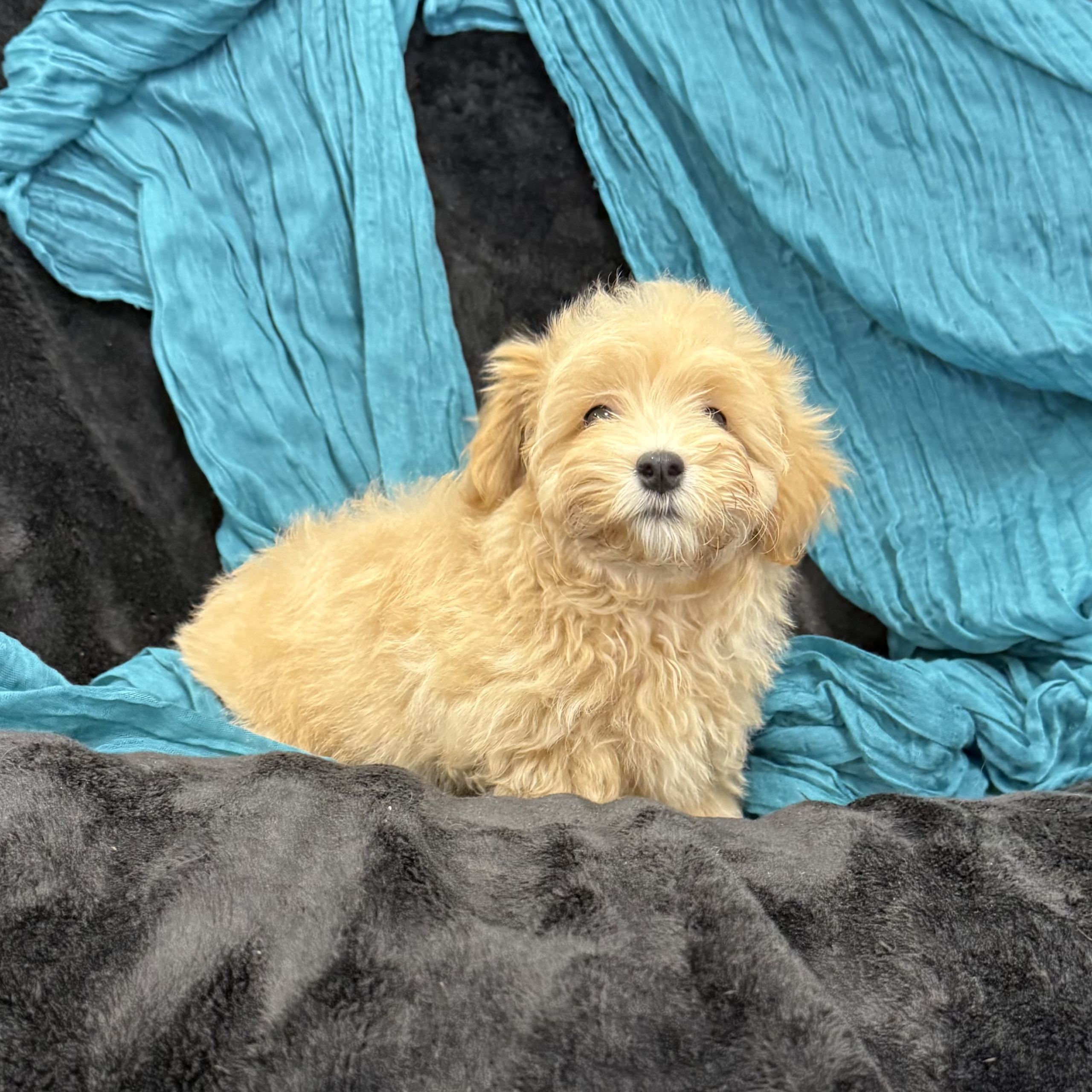 puppy grooming in boca raton puppies for sale in boca raton