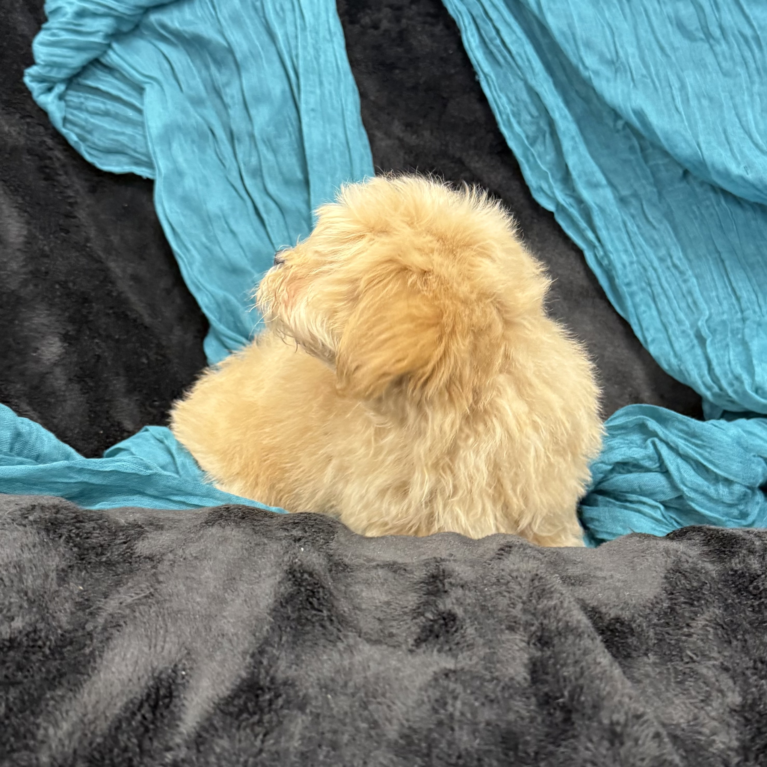 puppy grooming in boca raton puppies for sale in boca raton