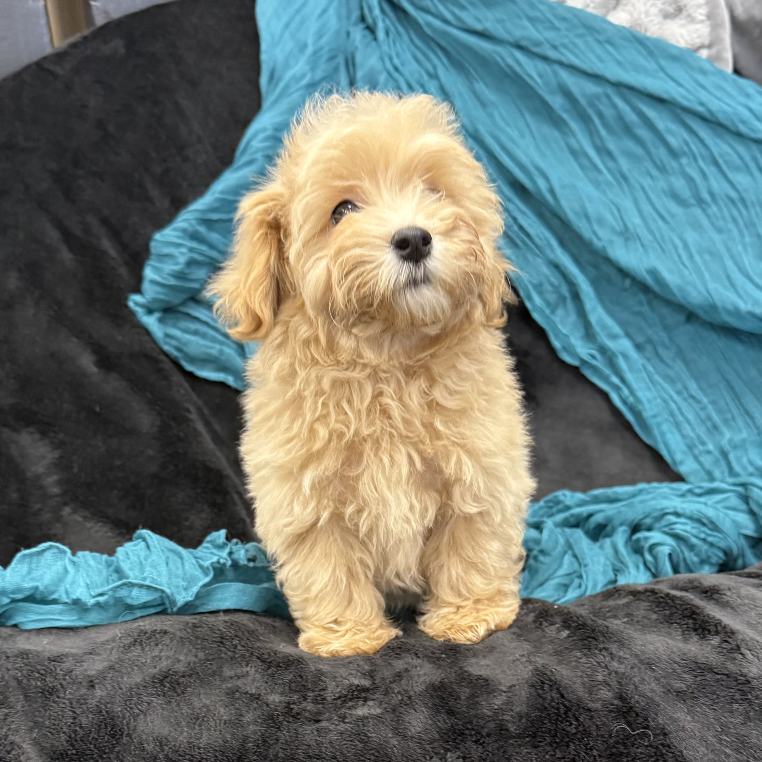 puppy grooming in boca raton puppies for sale in boca raton