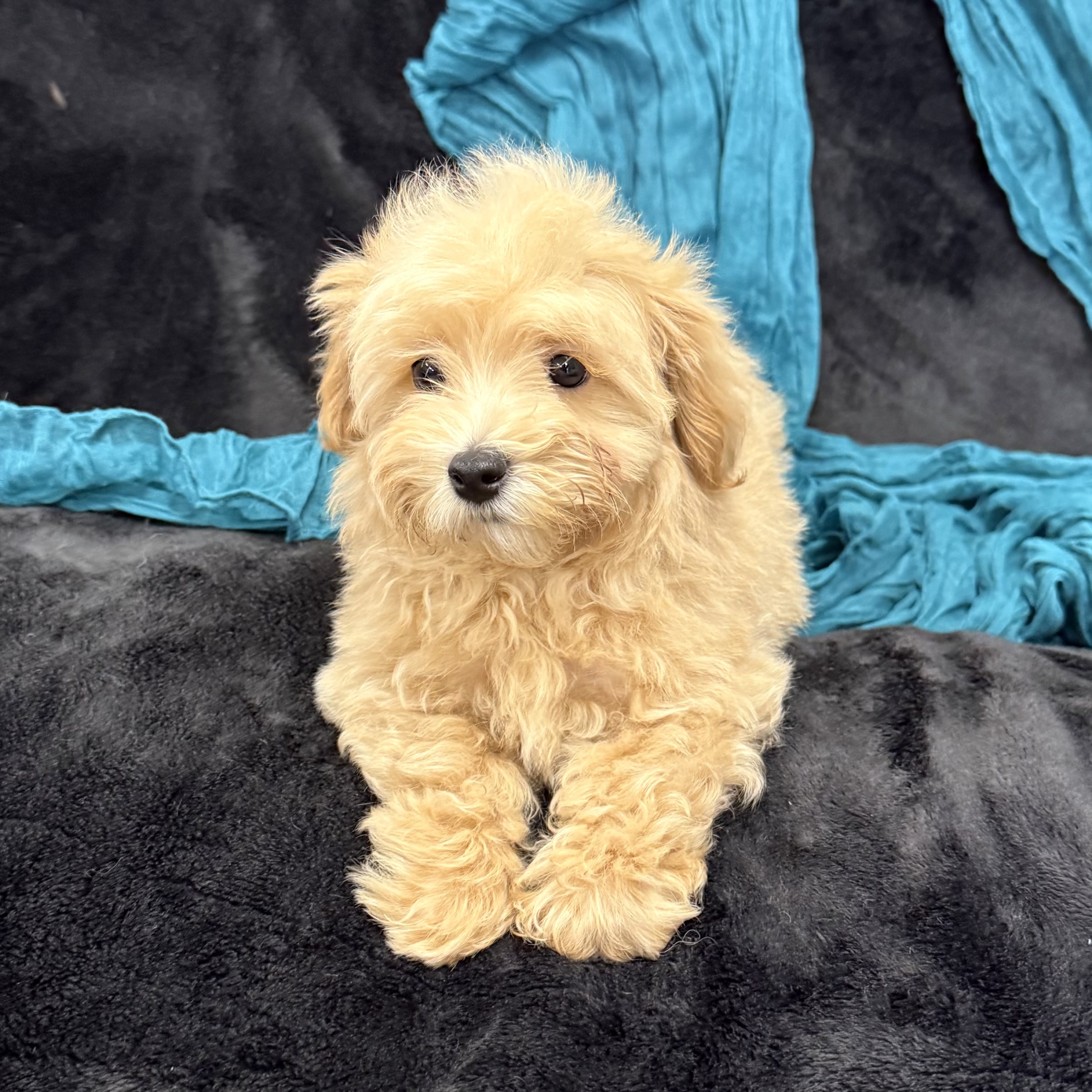 puppy grooming in boca raton puppies for sale in boca raton