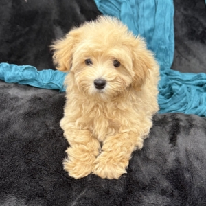 puppy grooming in boca raton puppies for sale in boca raton