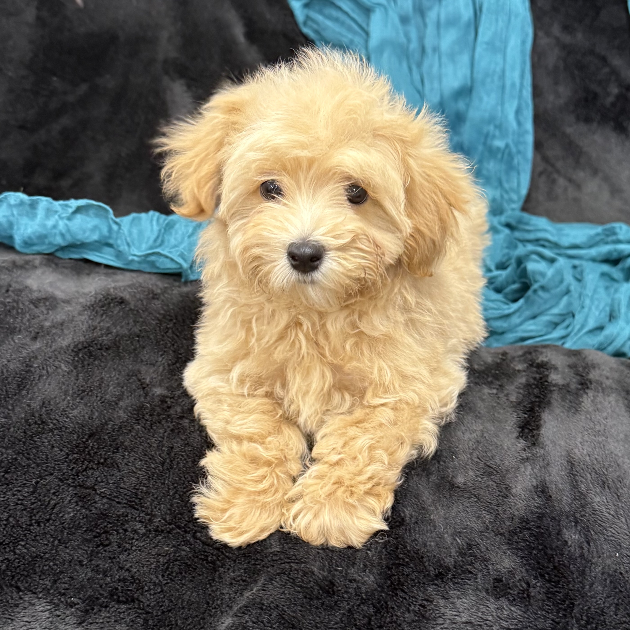puppy grooming in boca raton puppies for sale in boca raton