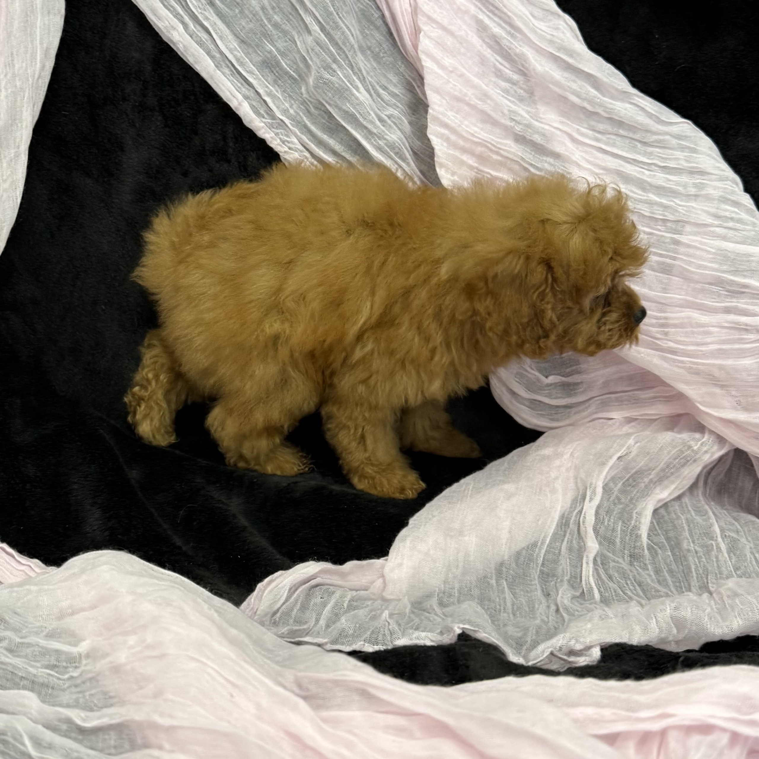 puppy grooming in boca raton puppies for sale in boca raton