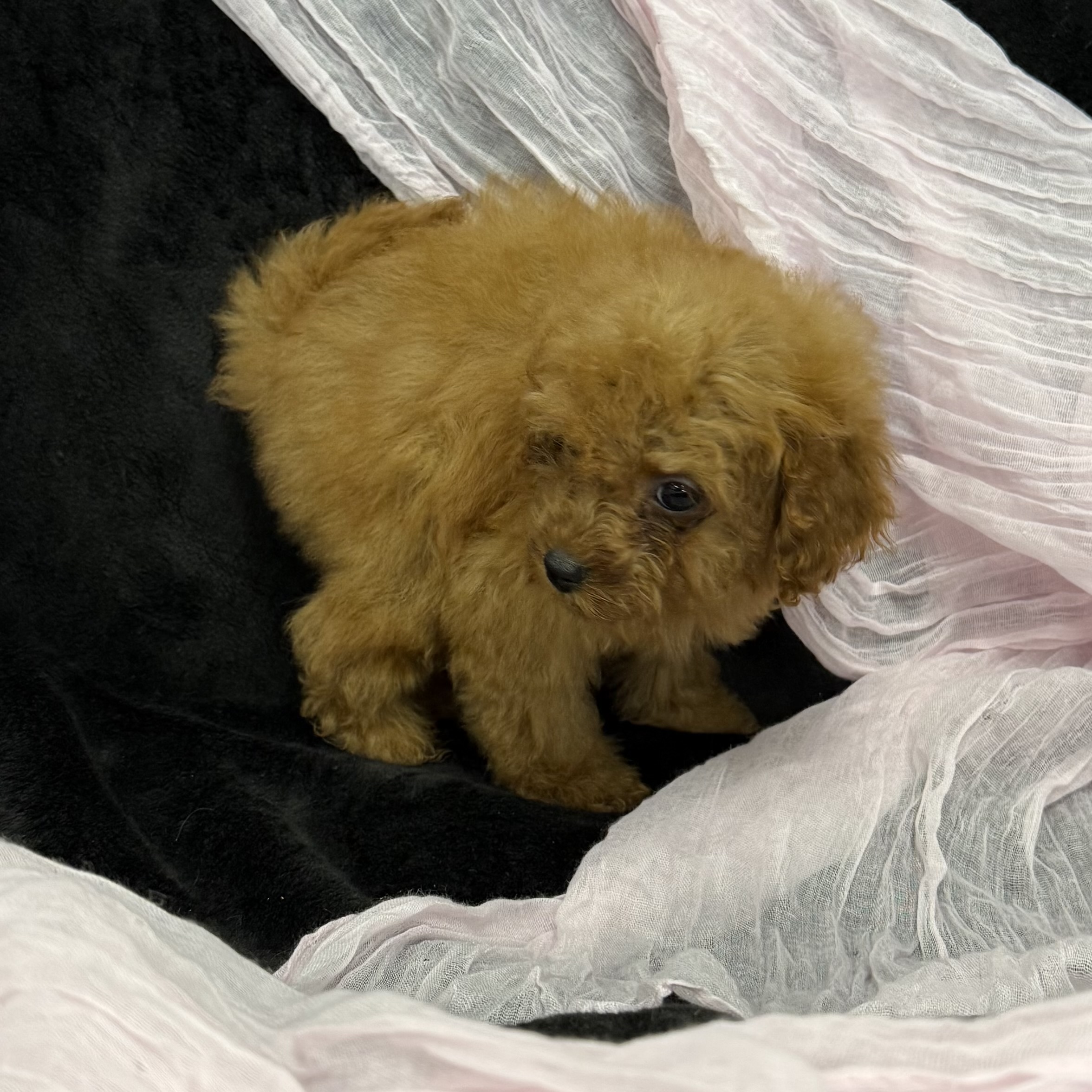 puppy grooming in boca raton puppies for sale in boca raton