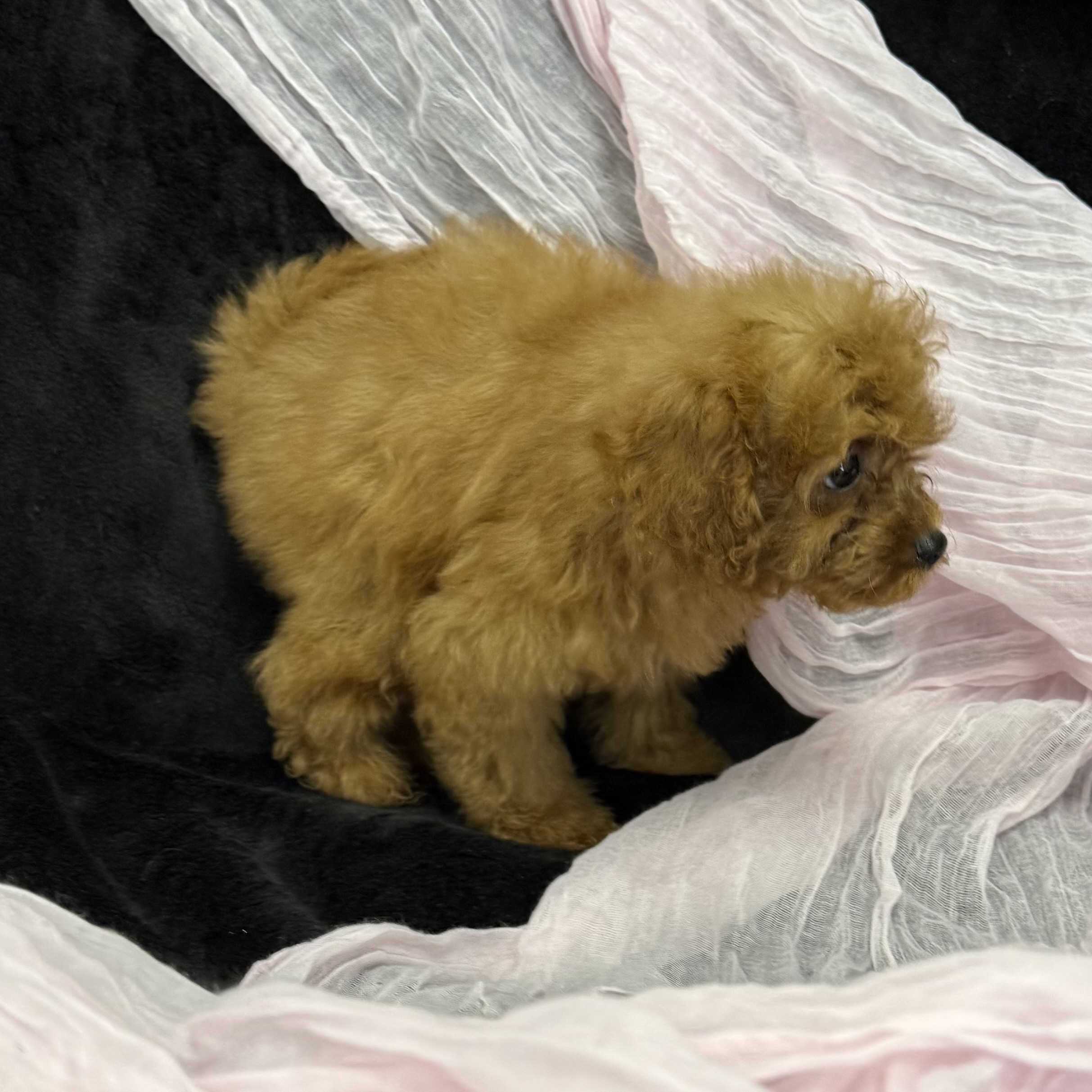puppy grooming in boca raton puppies for sale in boca raton