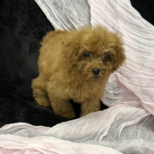 puppy grooming in boca raton puppies for sale in boca raton