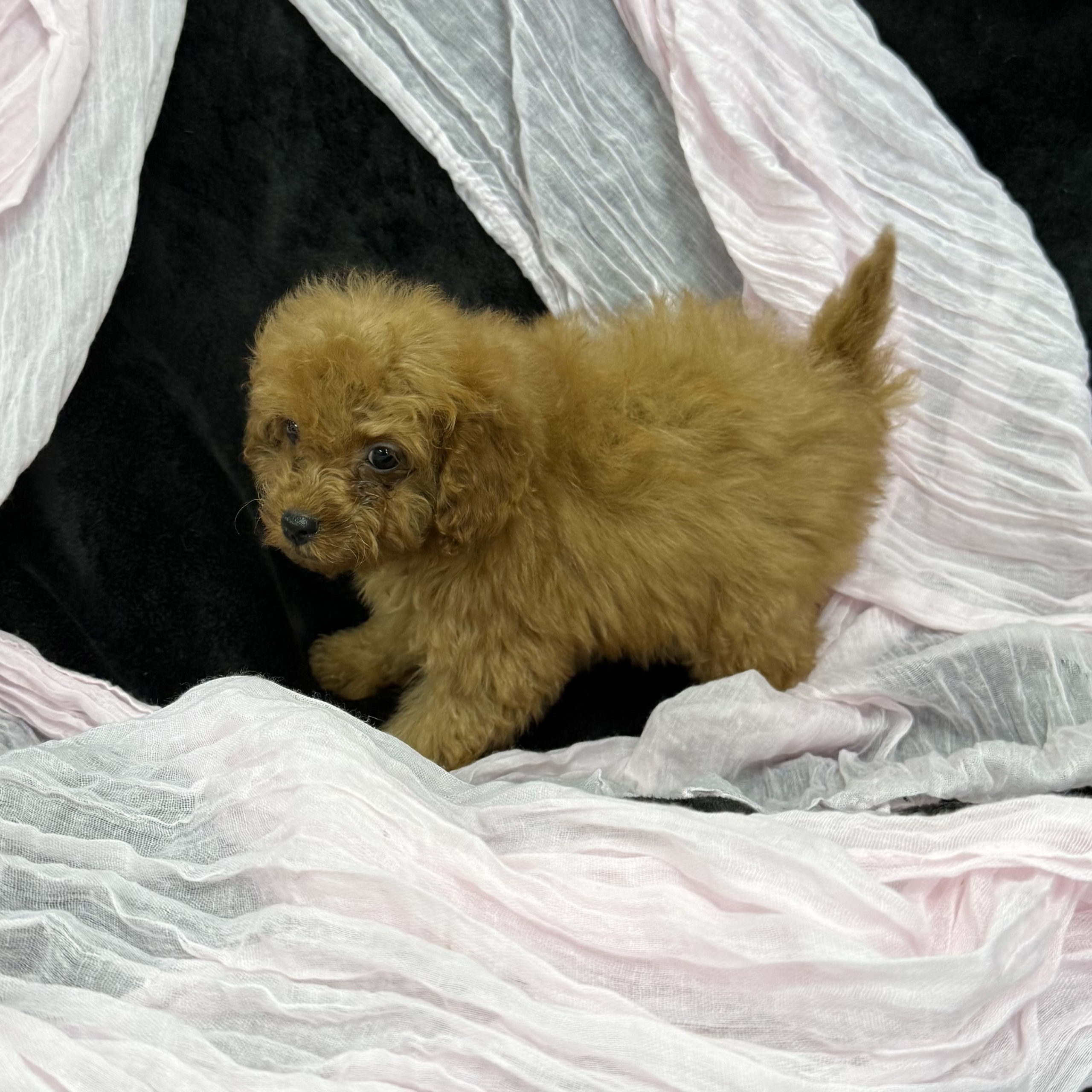puppy grooming in boca raton puppies for sale in boca raton