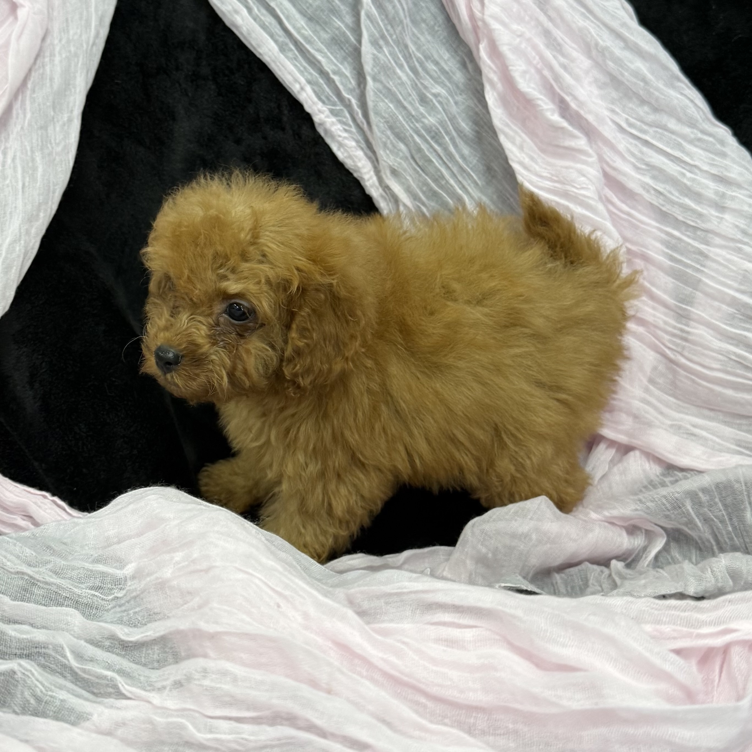 puppy grooming in boca raton puppies for sale in boca raton