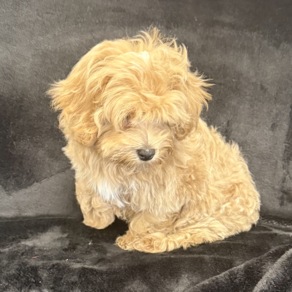 puppies for sale in boca raton
