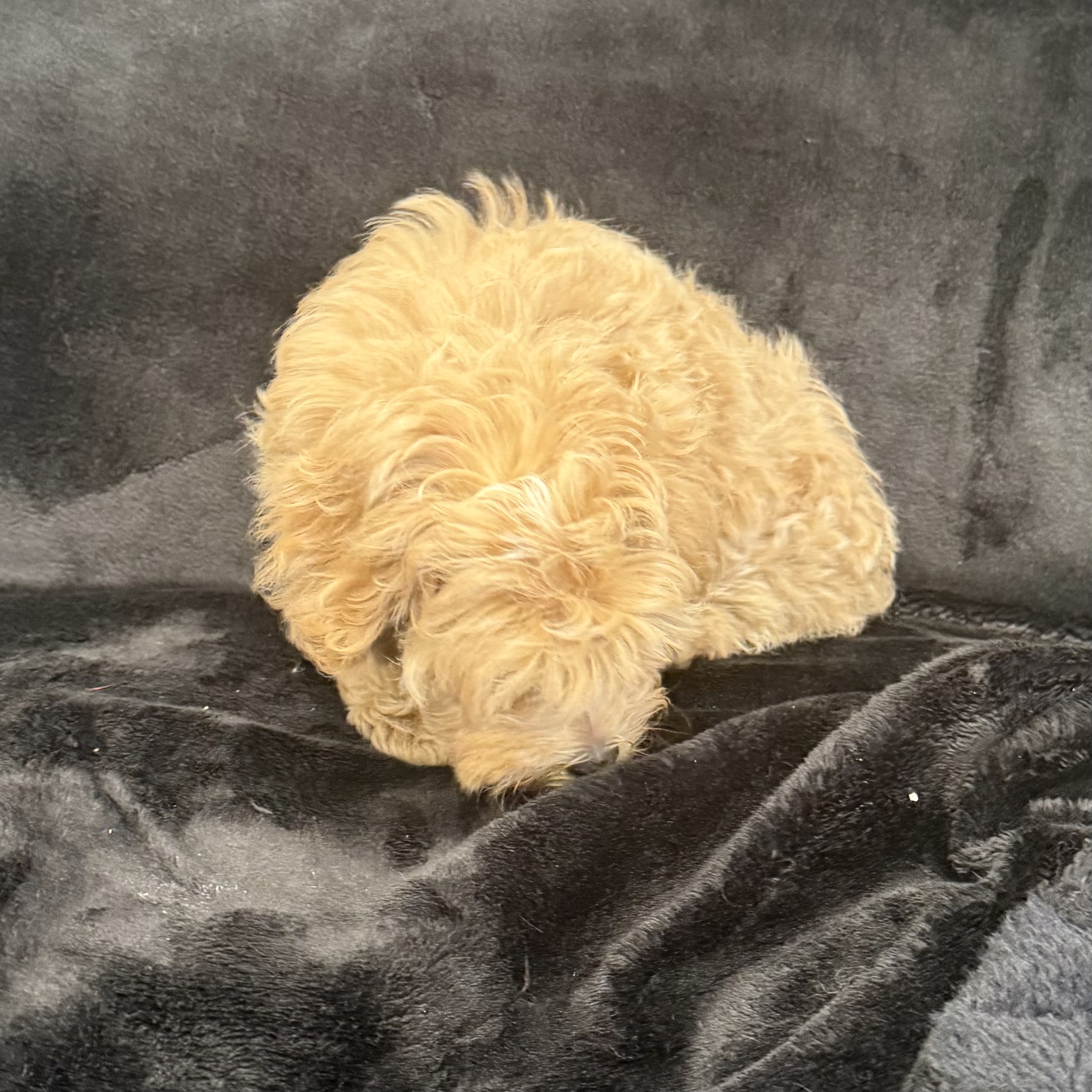 puppy grooming in boca raton puppies for sale in boca raton