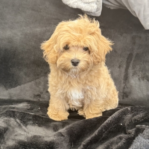 puppy grooming in boca raton puppies for sale in boca raton