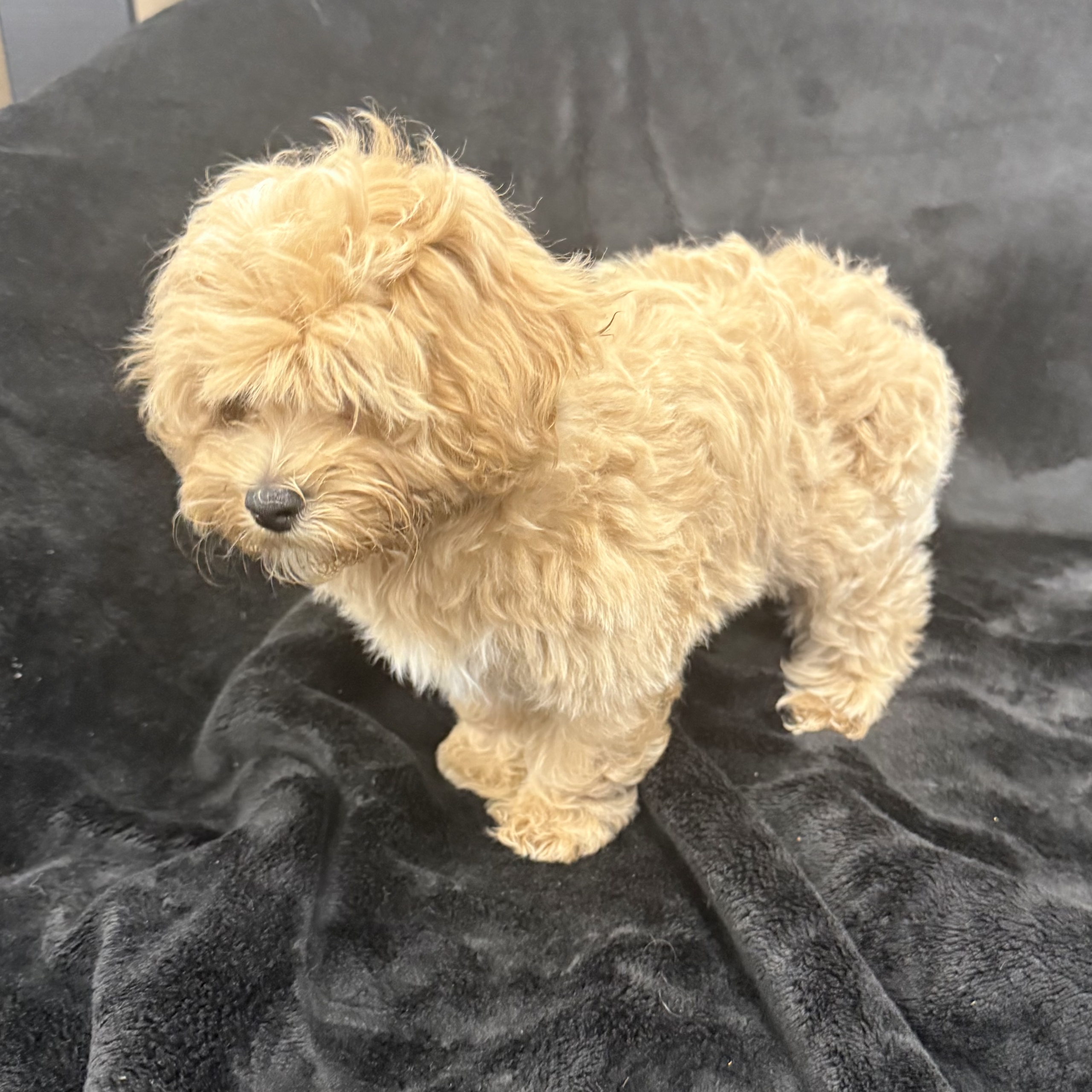 puppy grooming in boca raton puppies for sale in boca raton