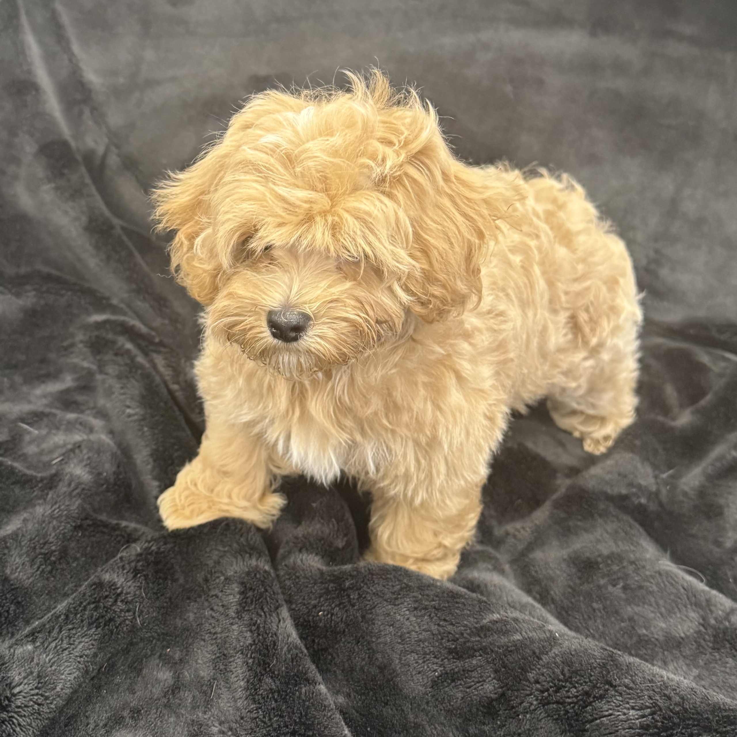 puppy grooming in boca raton puppies for sale in boca raton