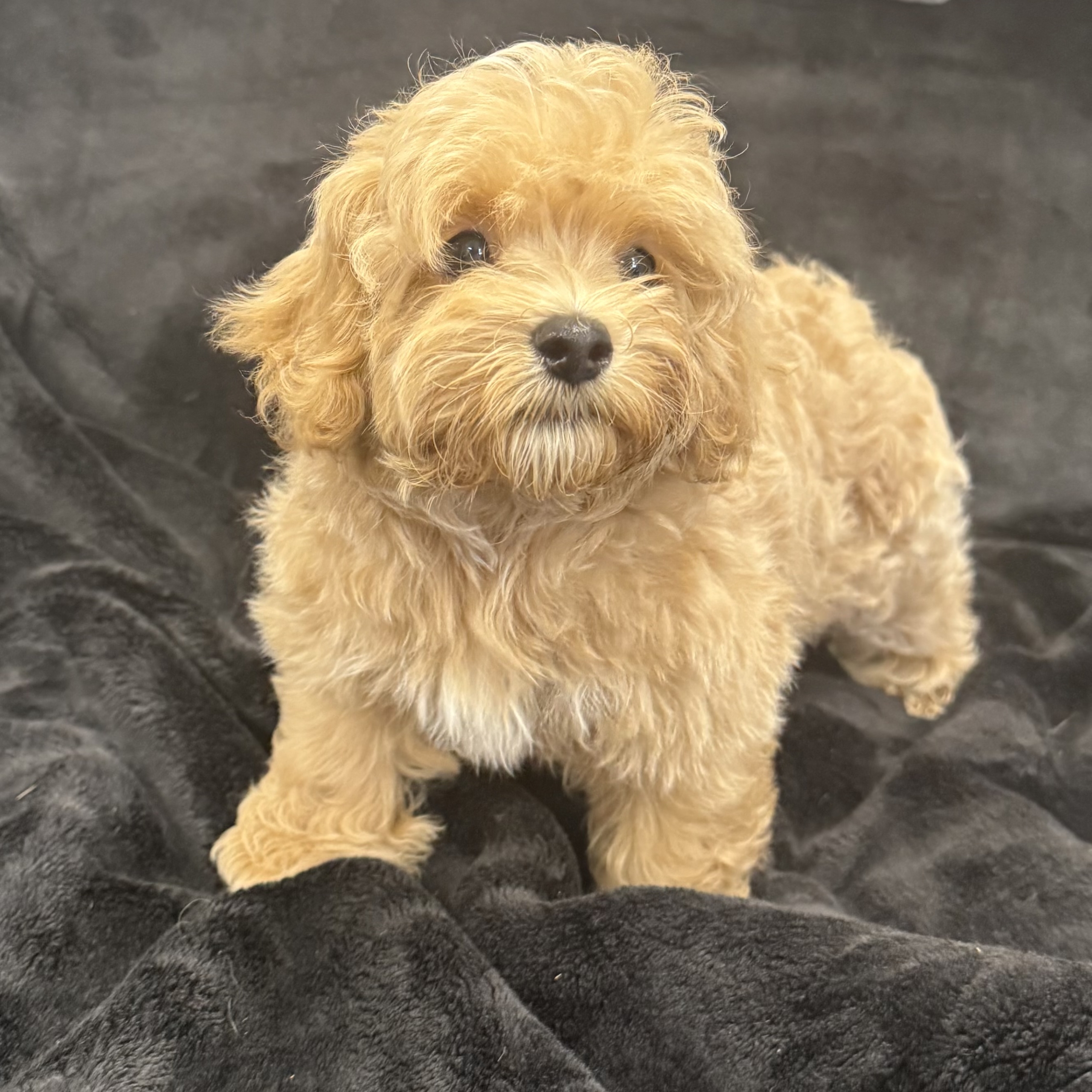puppy grooming in boca raton puppies for sale in boca raton