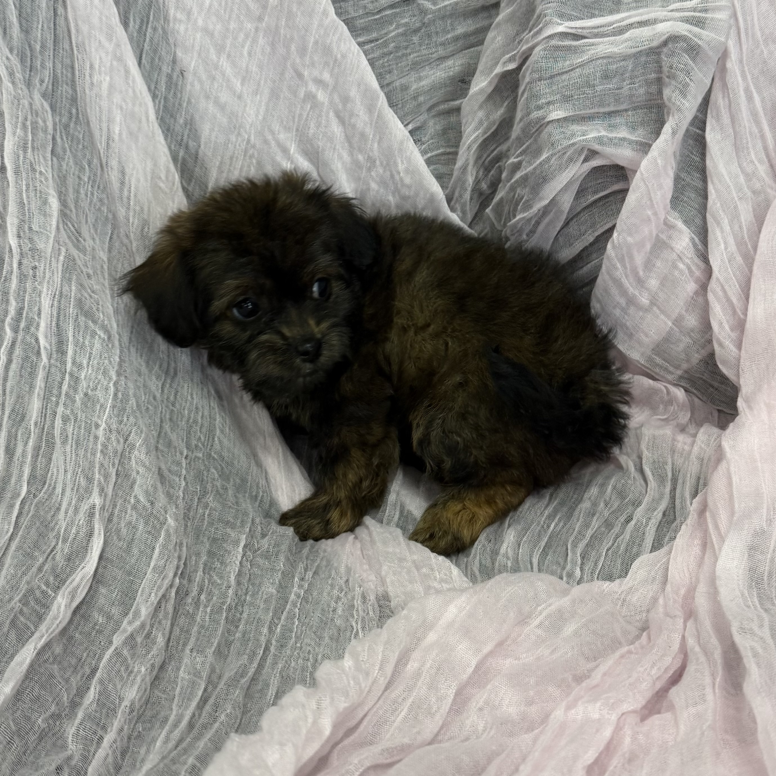 puppy grooming in boca raton puppies for sale in boca raton