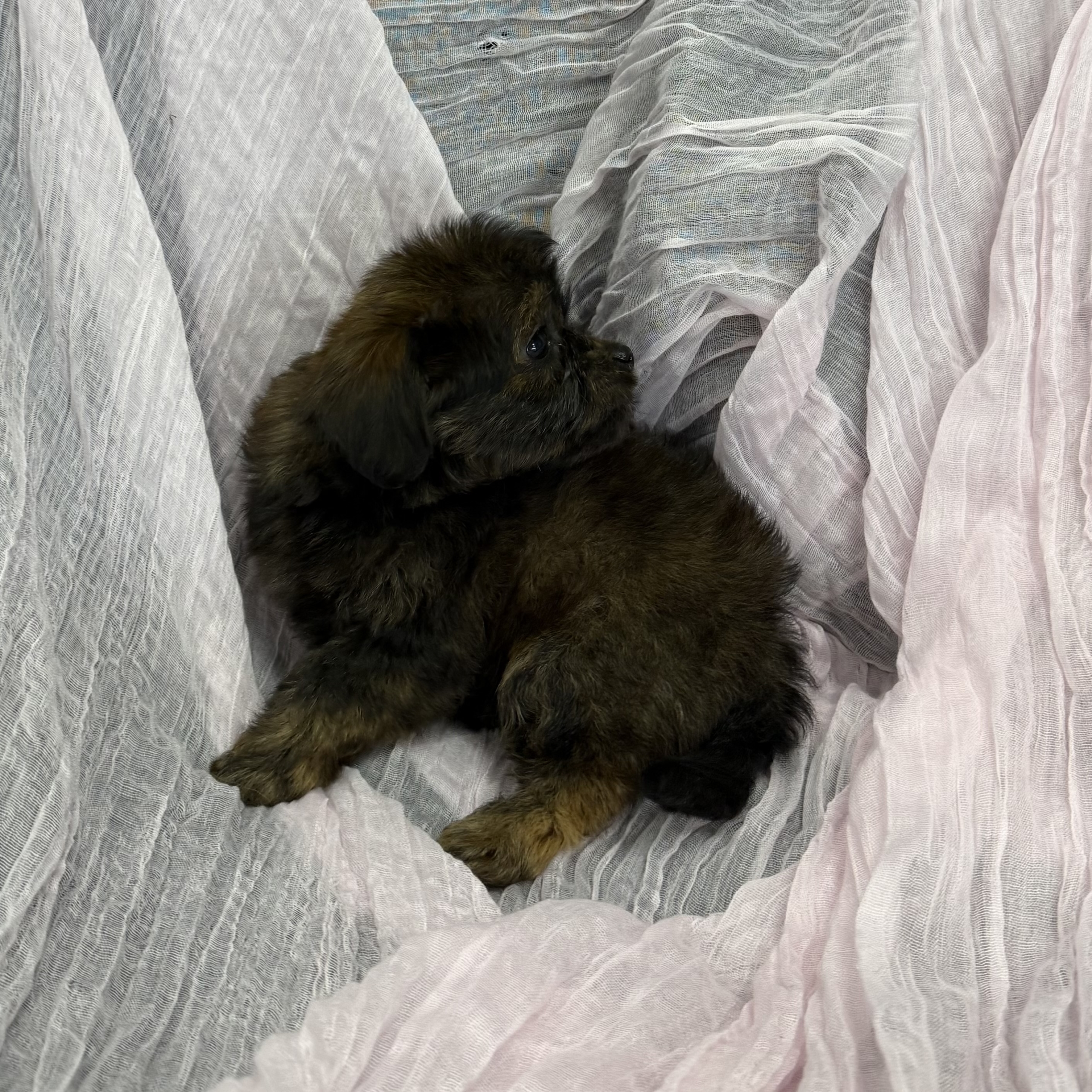 puppy grooming in boca raton puppies for sale in boca raton