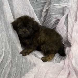 puppy grooming in boca raton puppies for sale in boca raton