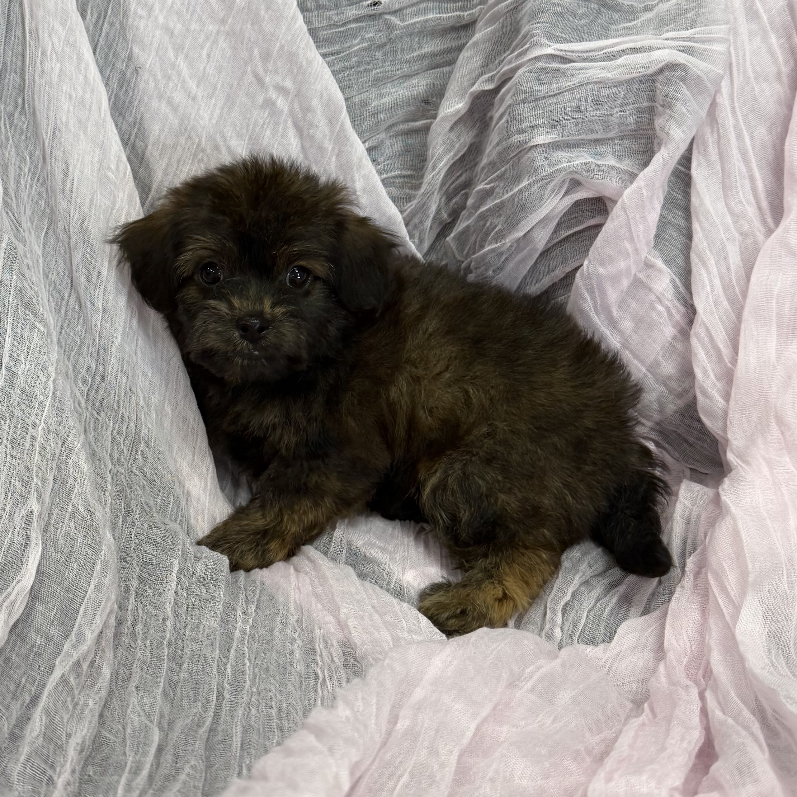 puppy grooming in boca raton puppies for sale in boca raton