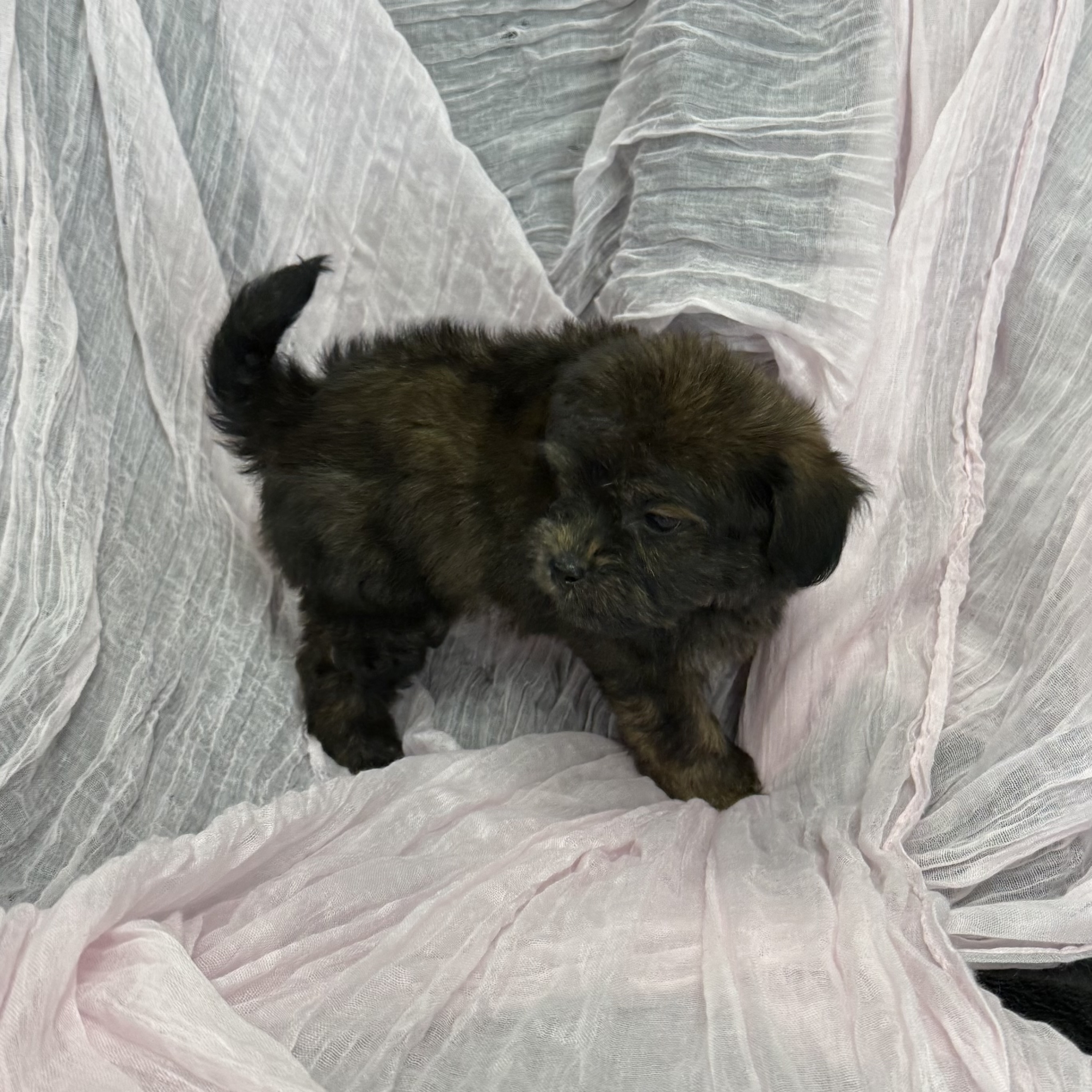 puppy grooming in boca raton puppies for sale in boca raton