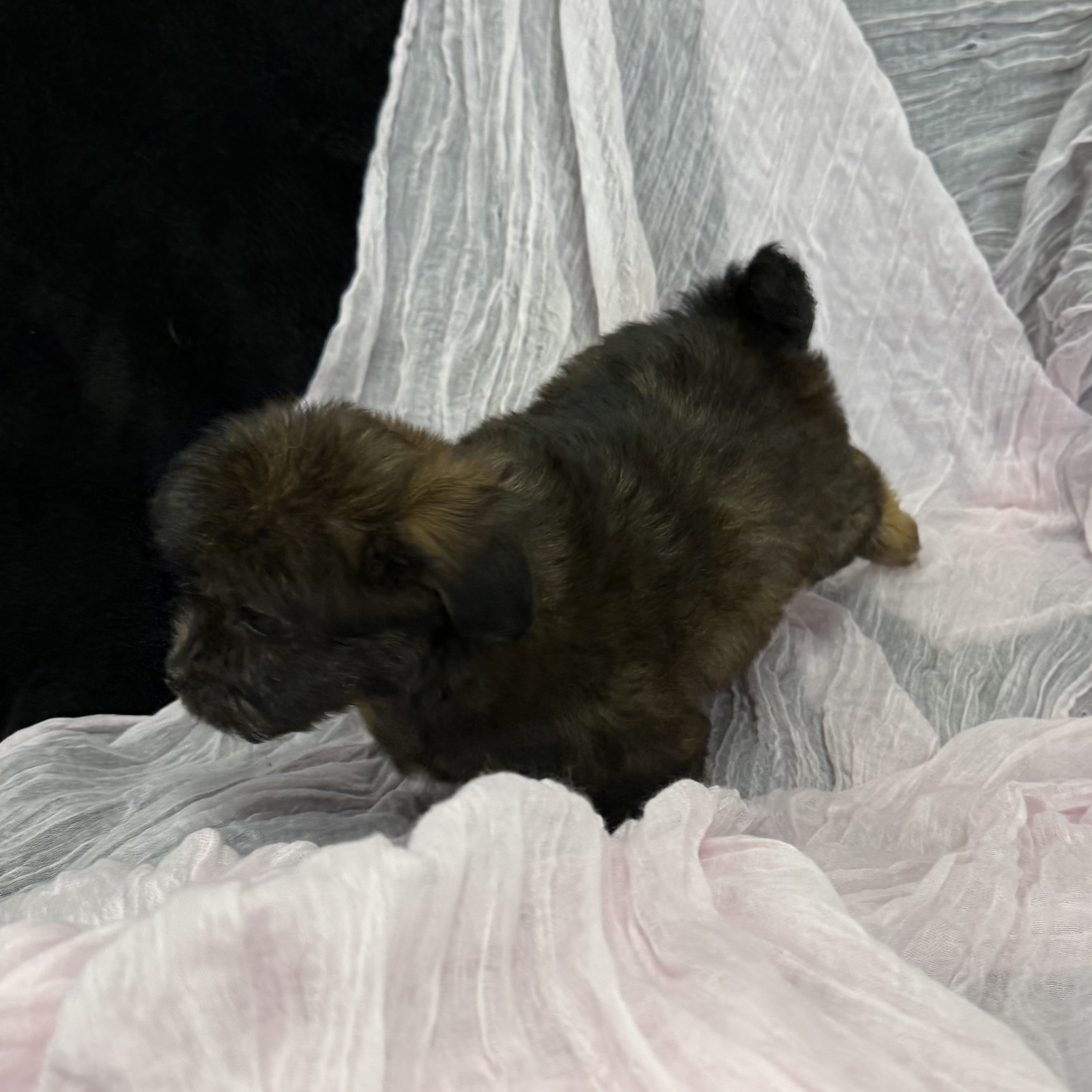 puppy grooming in boca raton puppies for sale in boca raton