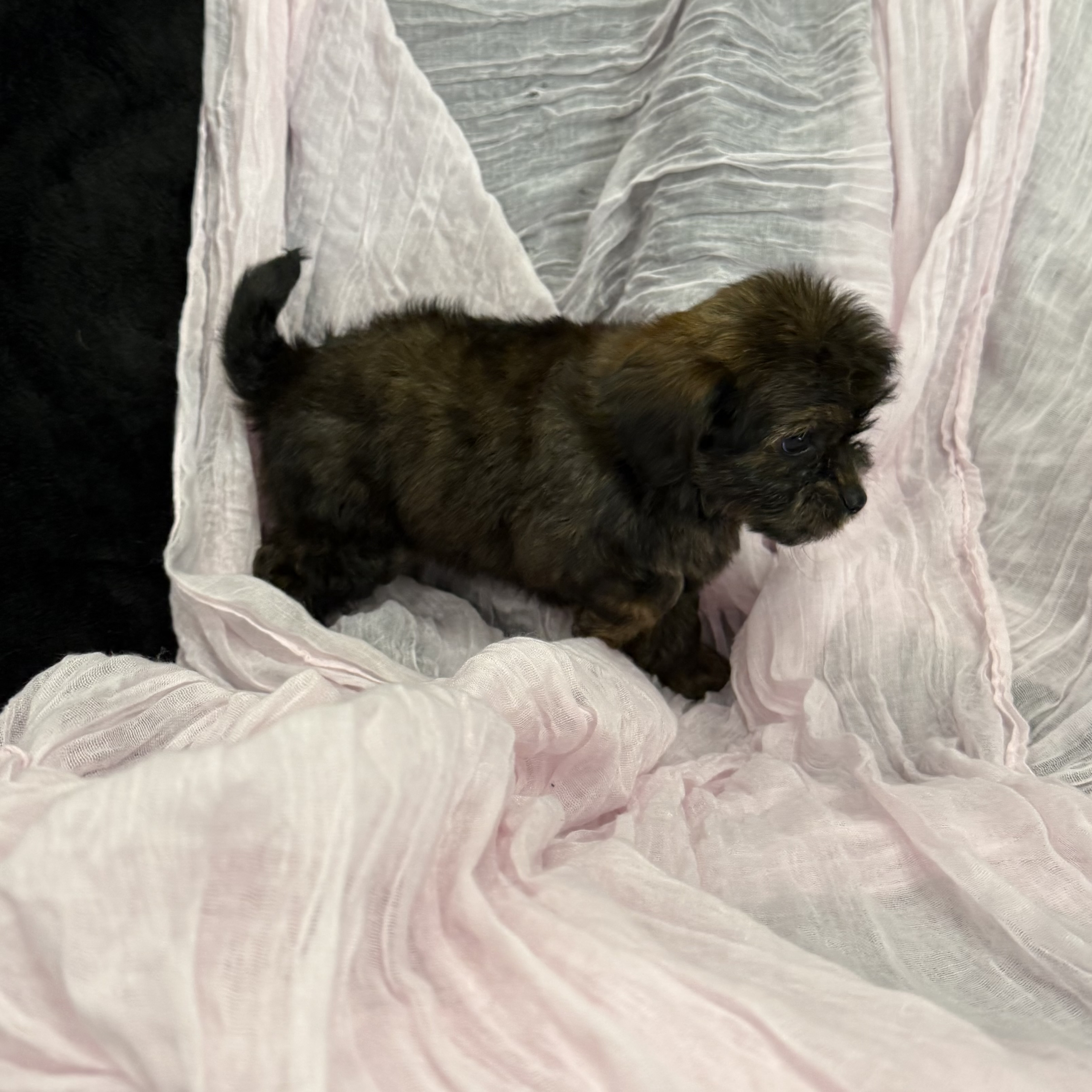 puppy grooming in boca raton puppies for sale in boca raton