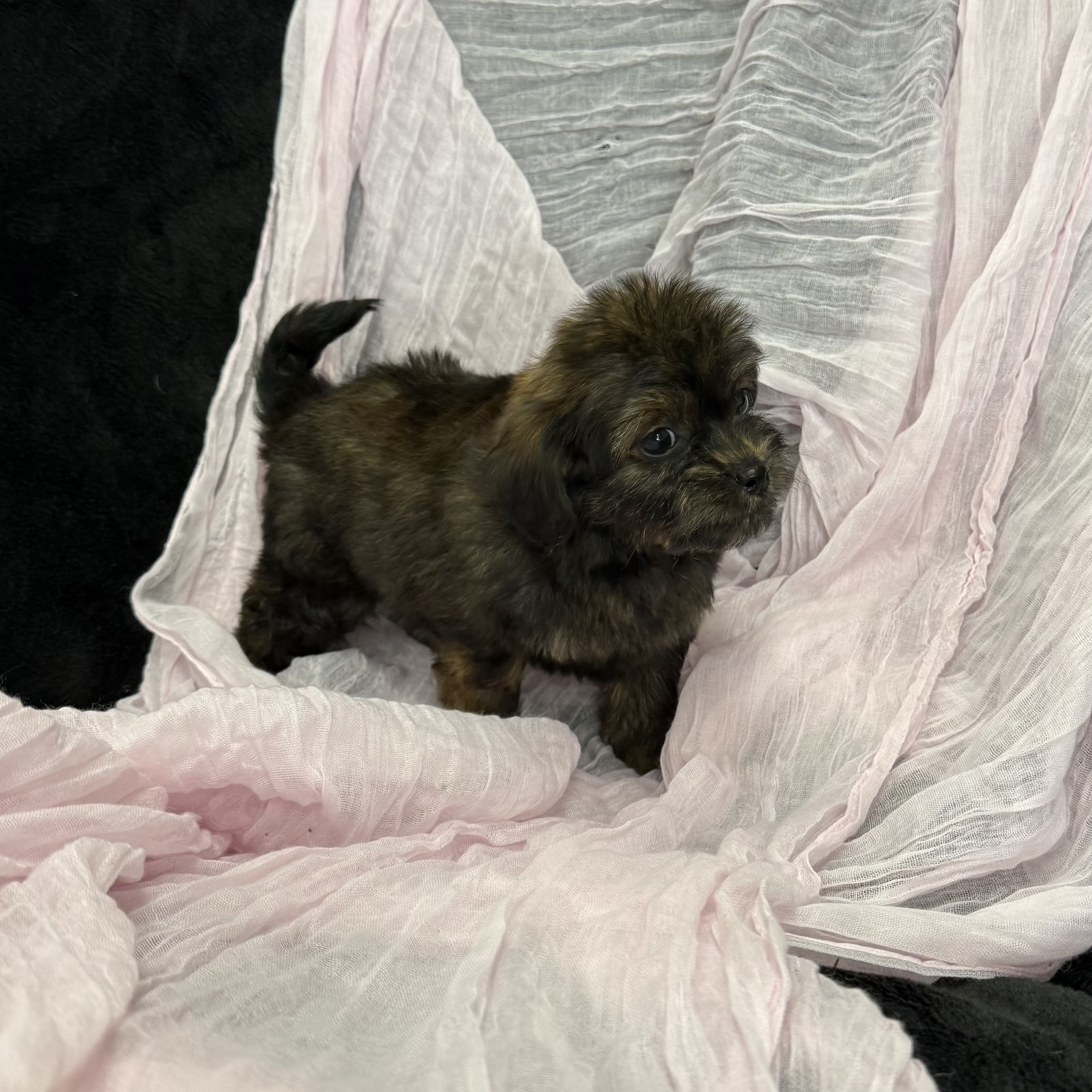 puppy grooming in boca raton puppies for sale in boca raton