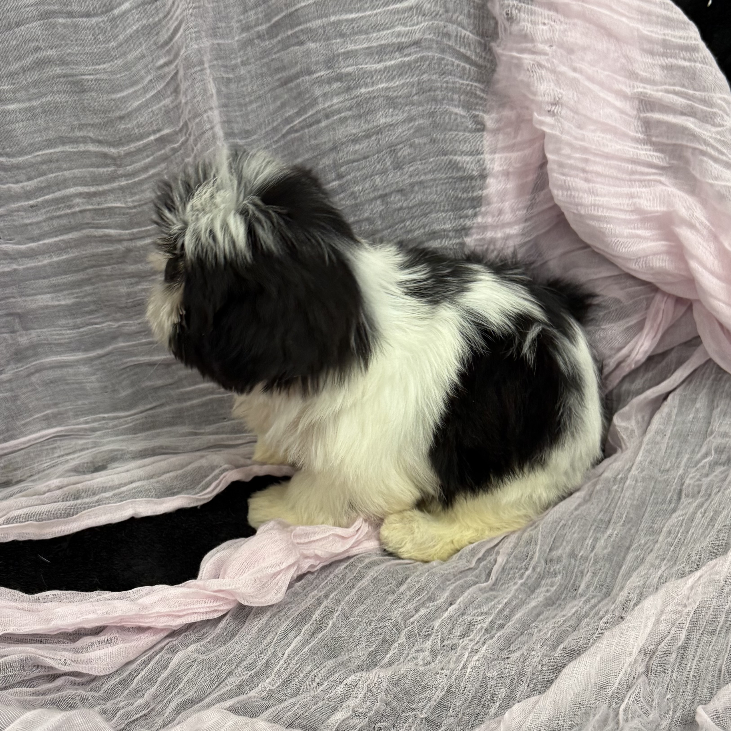 puppy grooming in boca raton puppies for sale in boca raton