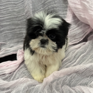 puppy grooming in boca raton puppies for sale in boca raton