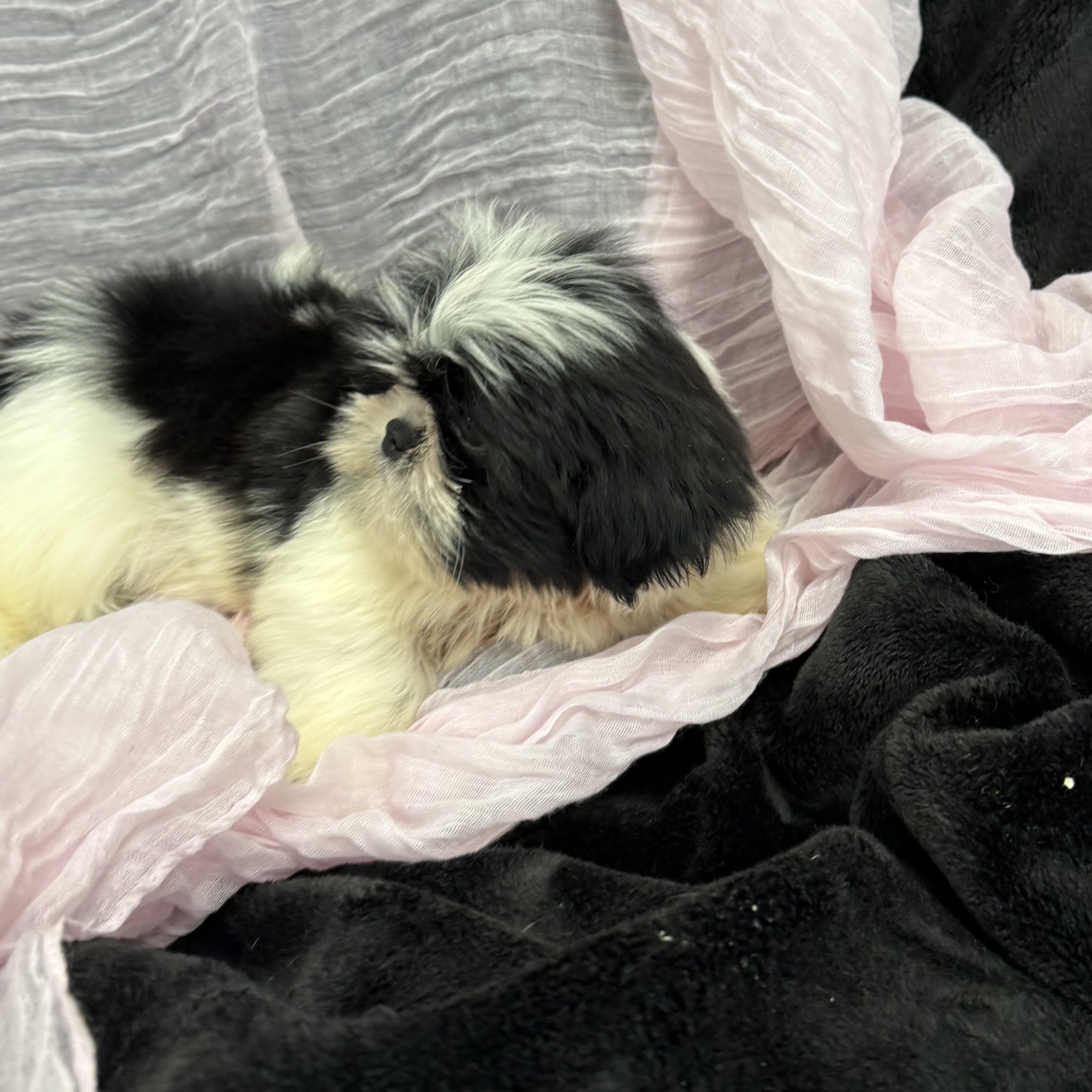 puppy grooming in boca raton puppies for sale in boca raton