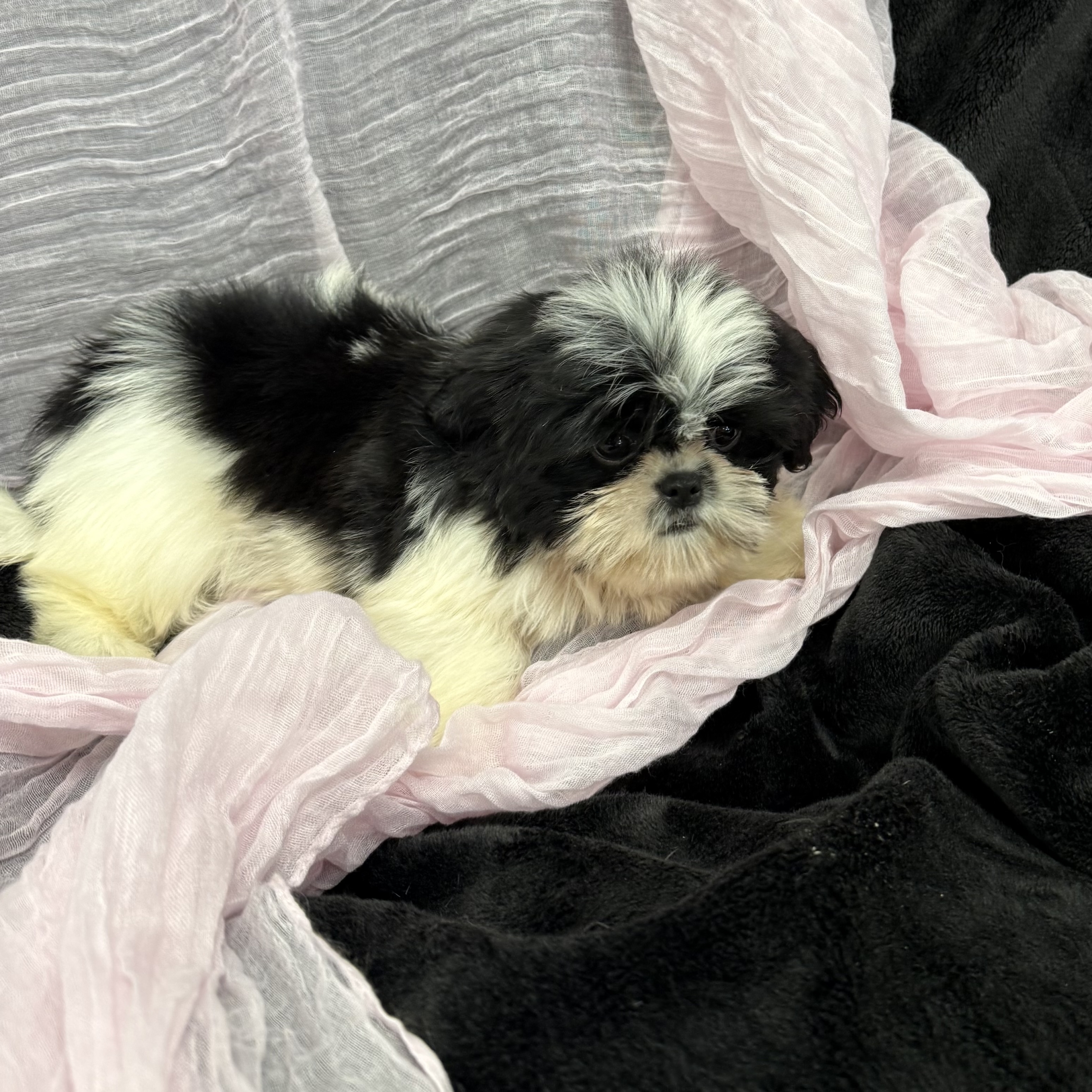 puppy grooming in boca raton puppies for sale in boca raton