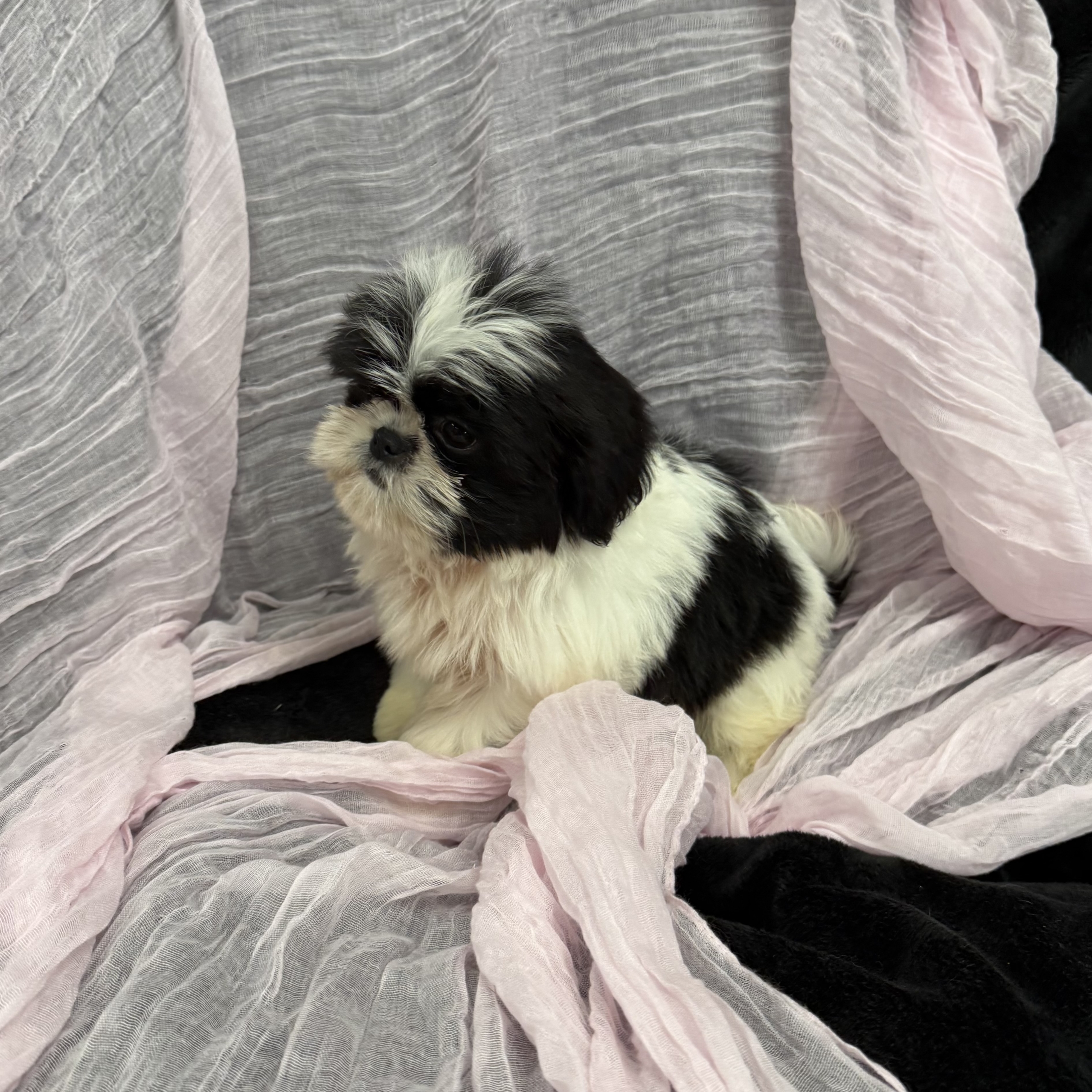 puppy grooming in boca raton puppies for sale in boca raton