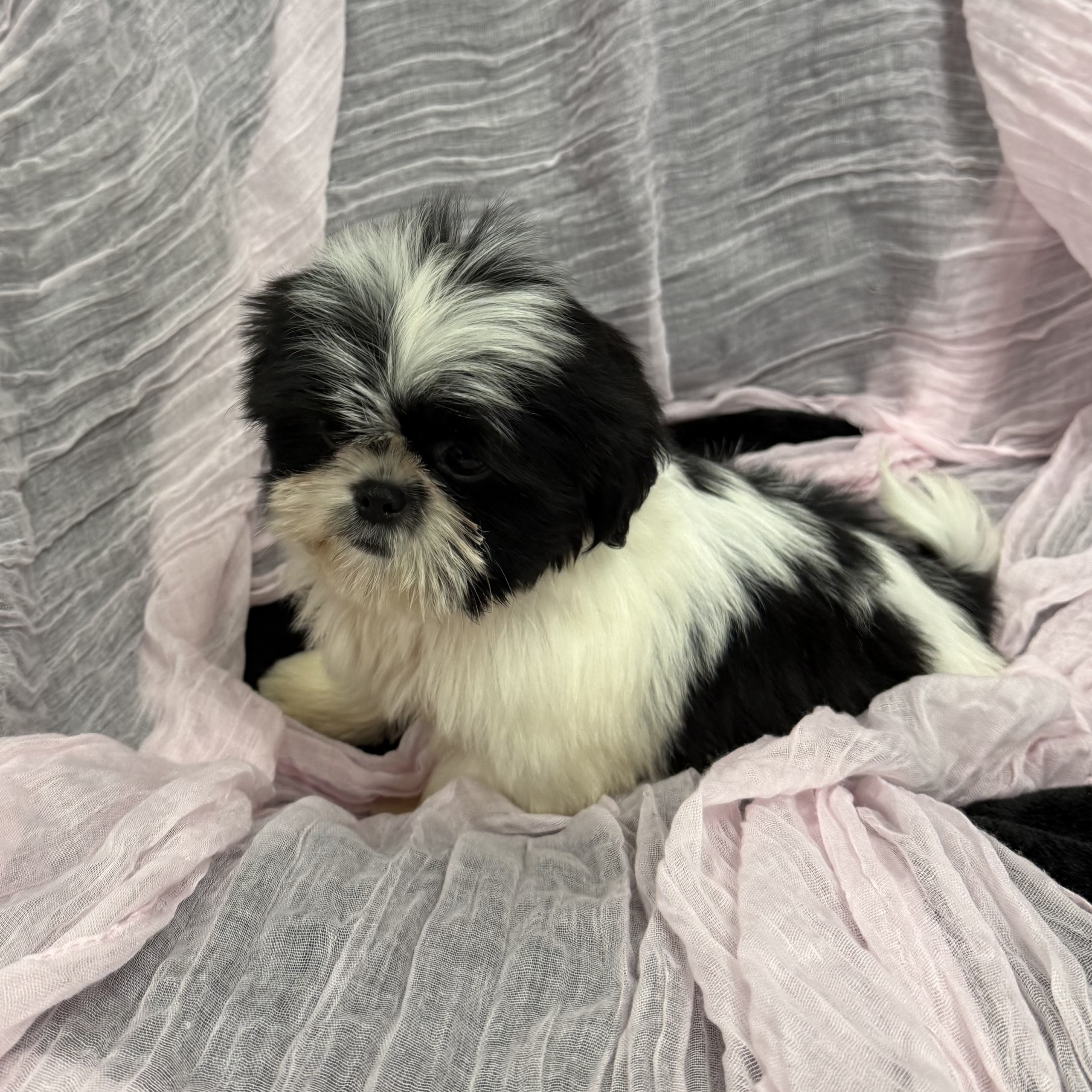 puppy grooming in boca raton puppies for sale in boca raton