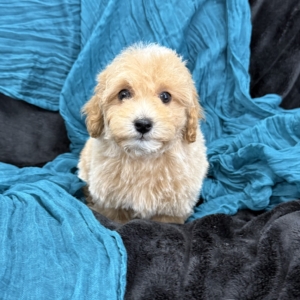 puppy grooming in boca raton puppies for sale in boca raton