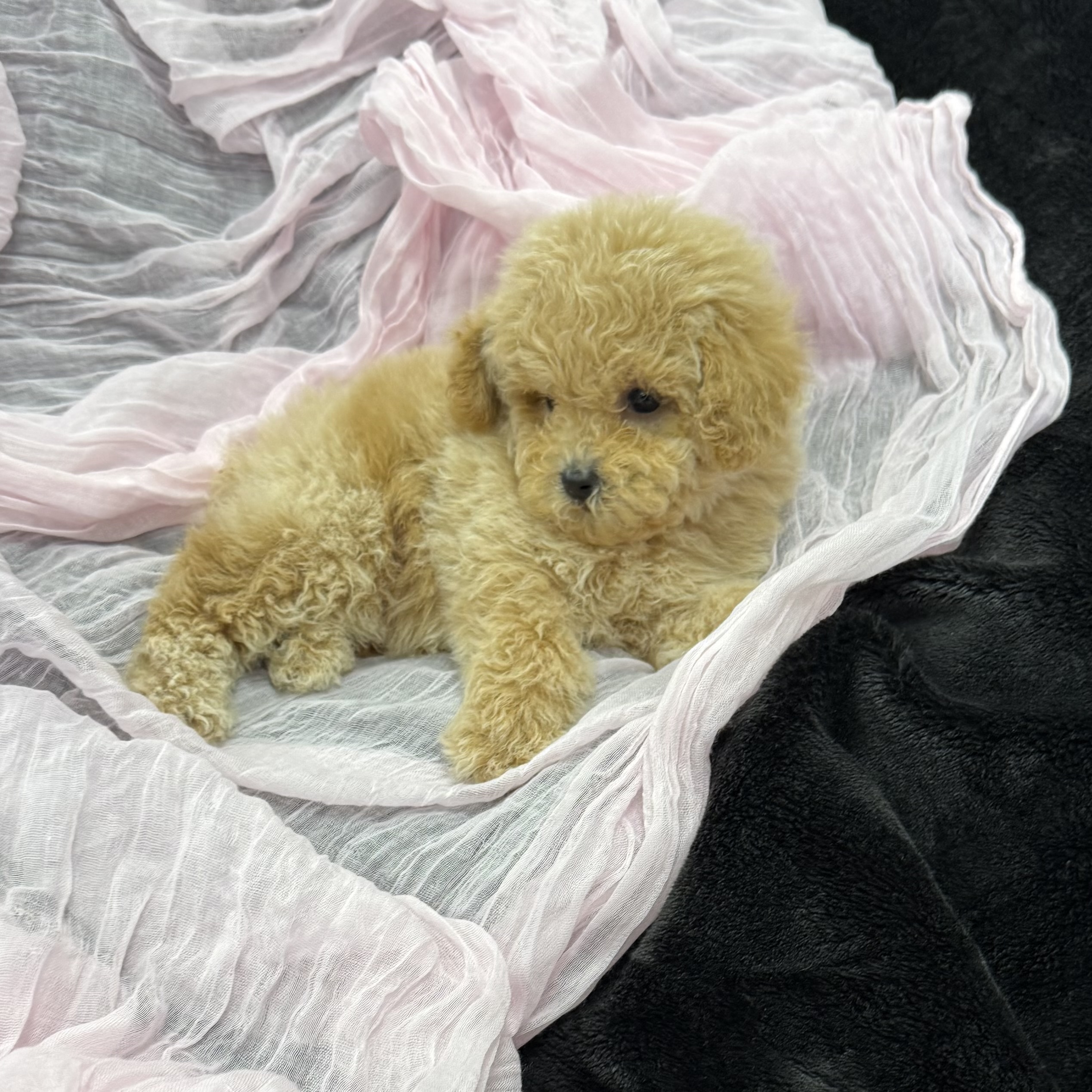 puppy grooming in boca raton puppies for sale in boca raton