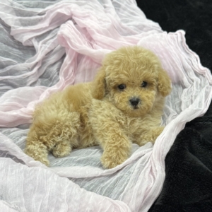 puppy grooming in boca raton puppies for sale in boca raton