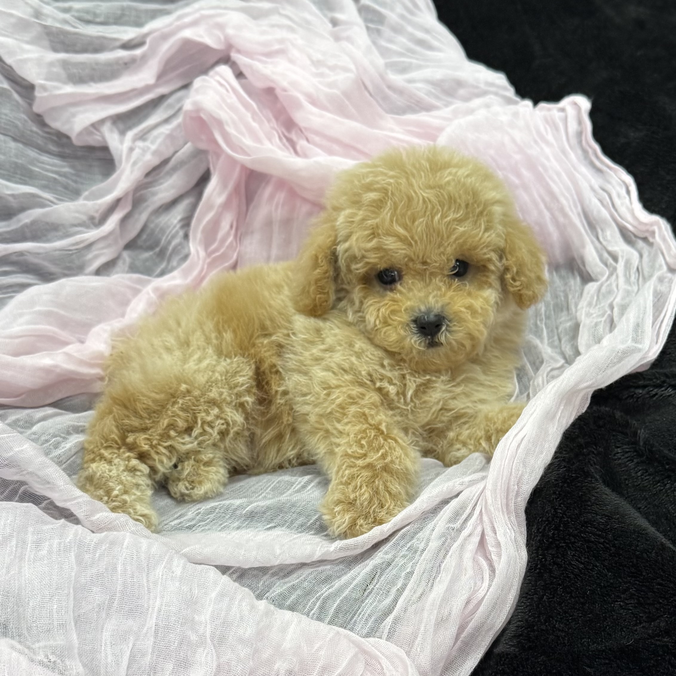 puppy grooming in boca raton puppies for sale in boca raton