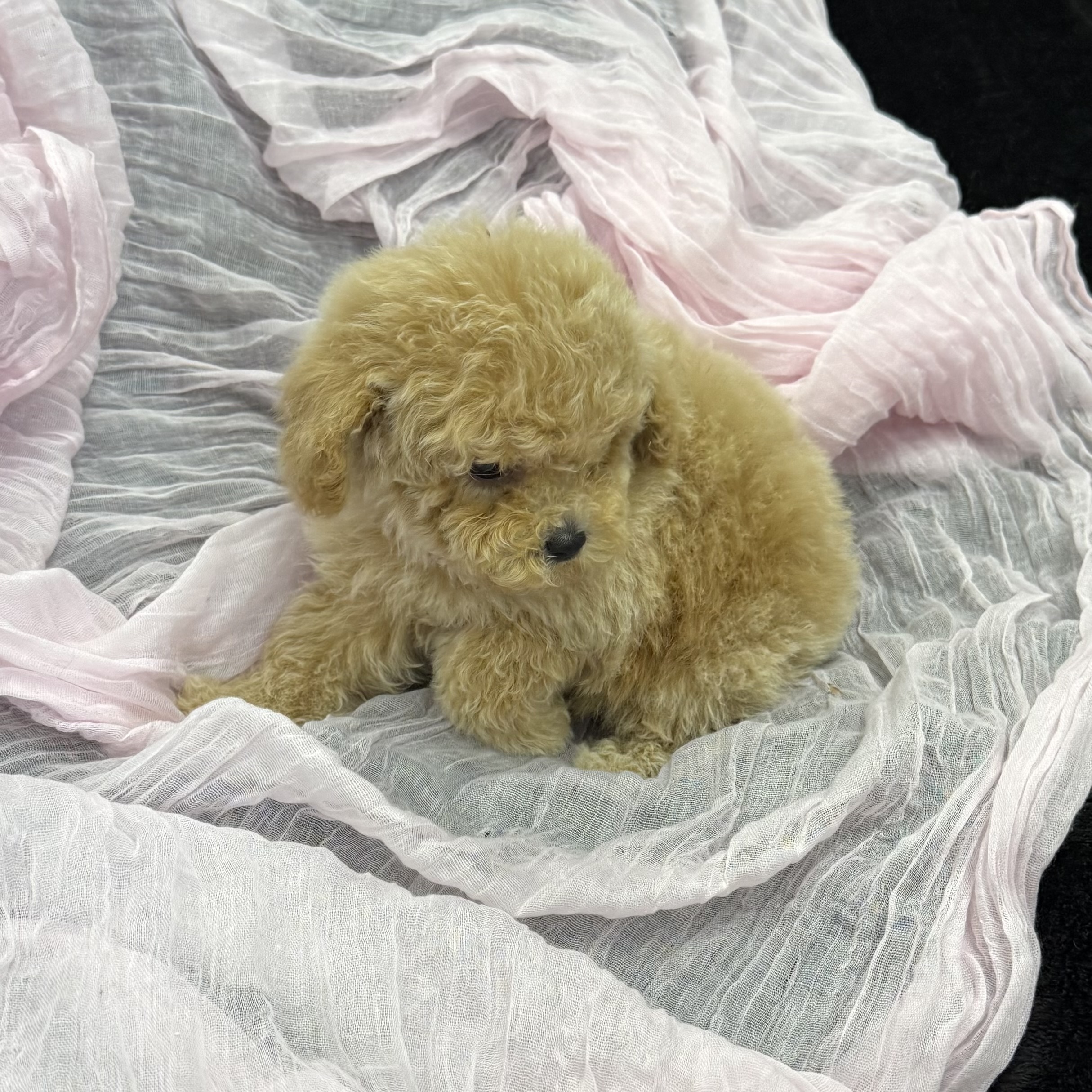 puppy grooming in boca raton puppies for sale in boca raton