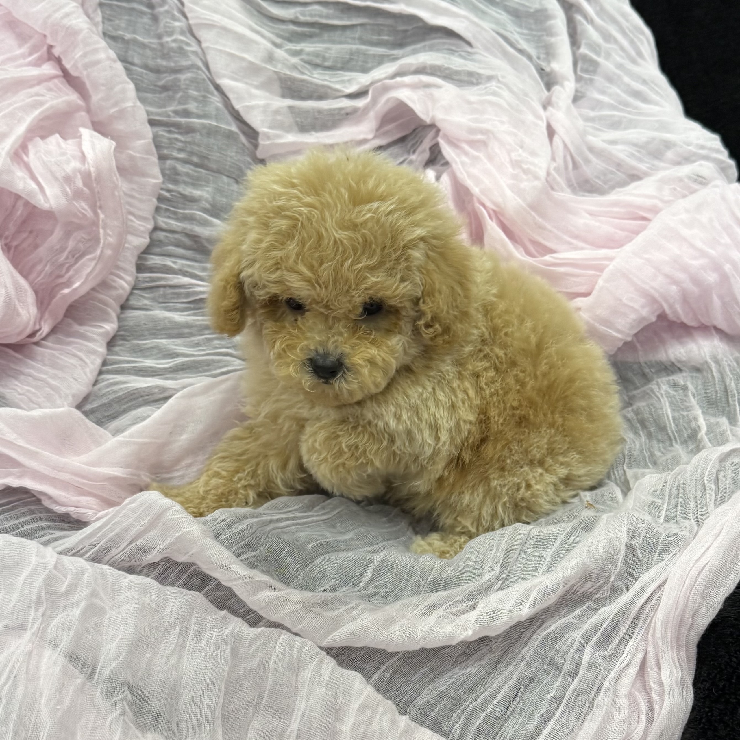 puppy grooming in boca raton puppies for sale in boca raton