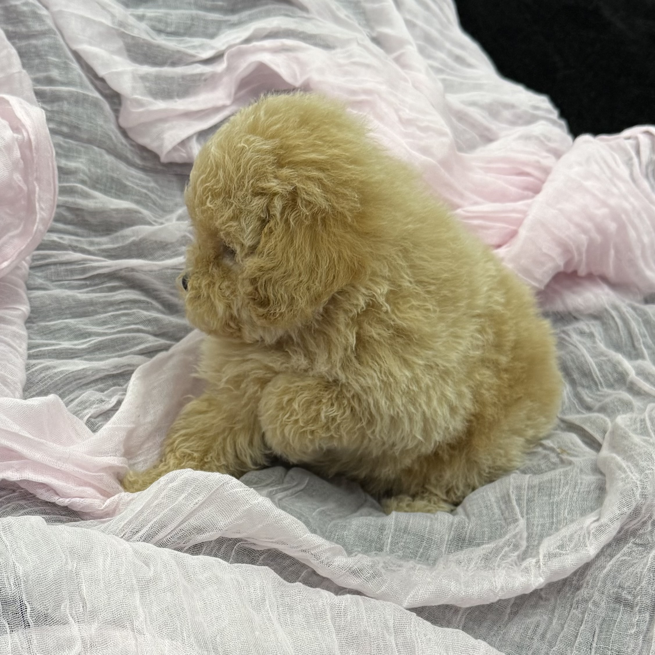 puppy grooming in boca raton puppies for sale in boca raton