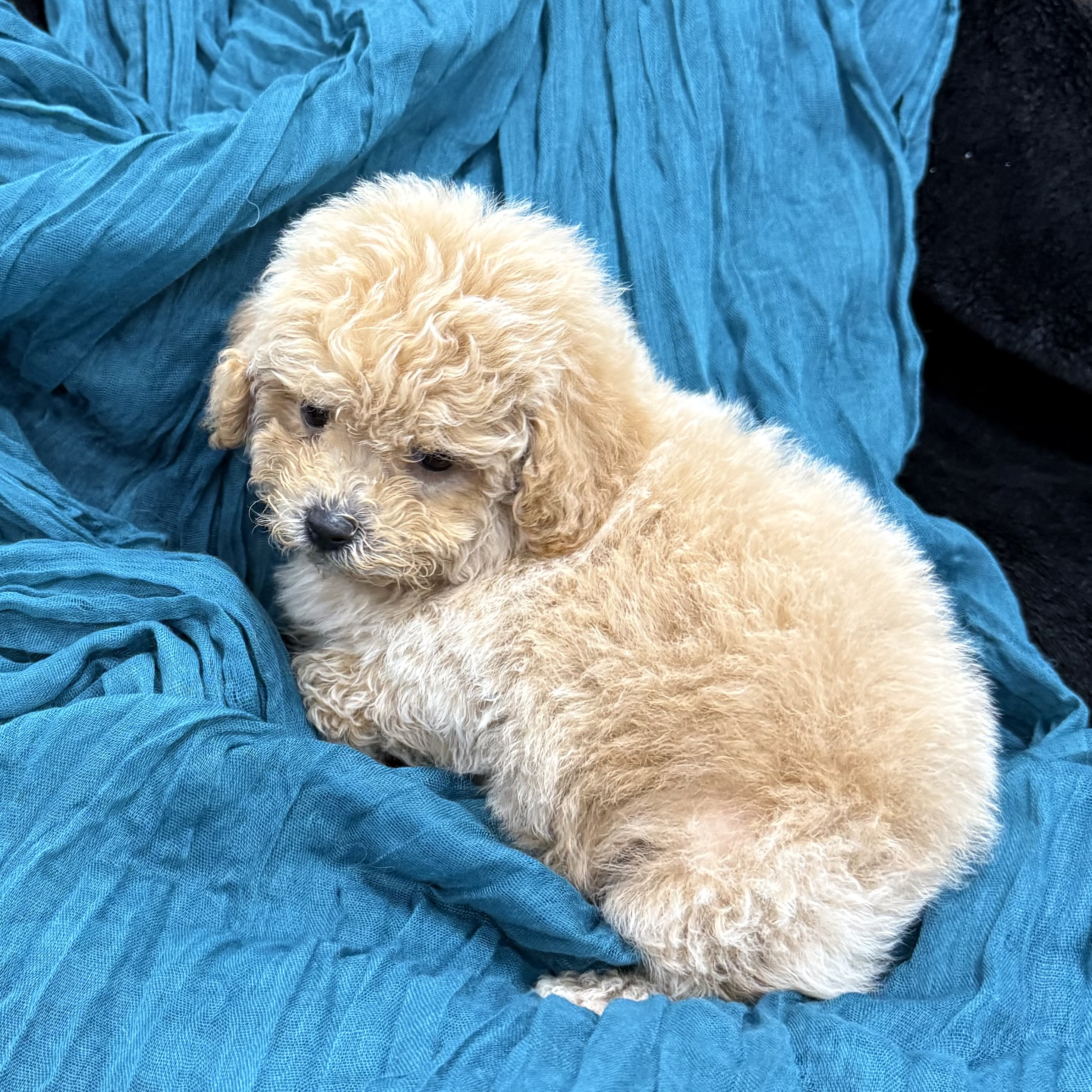 puppy grooming in boca raton puppies for sale in boca raton