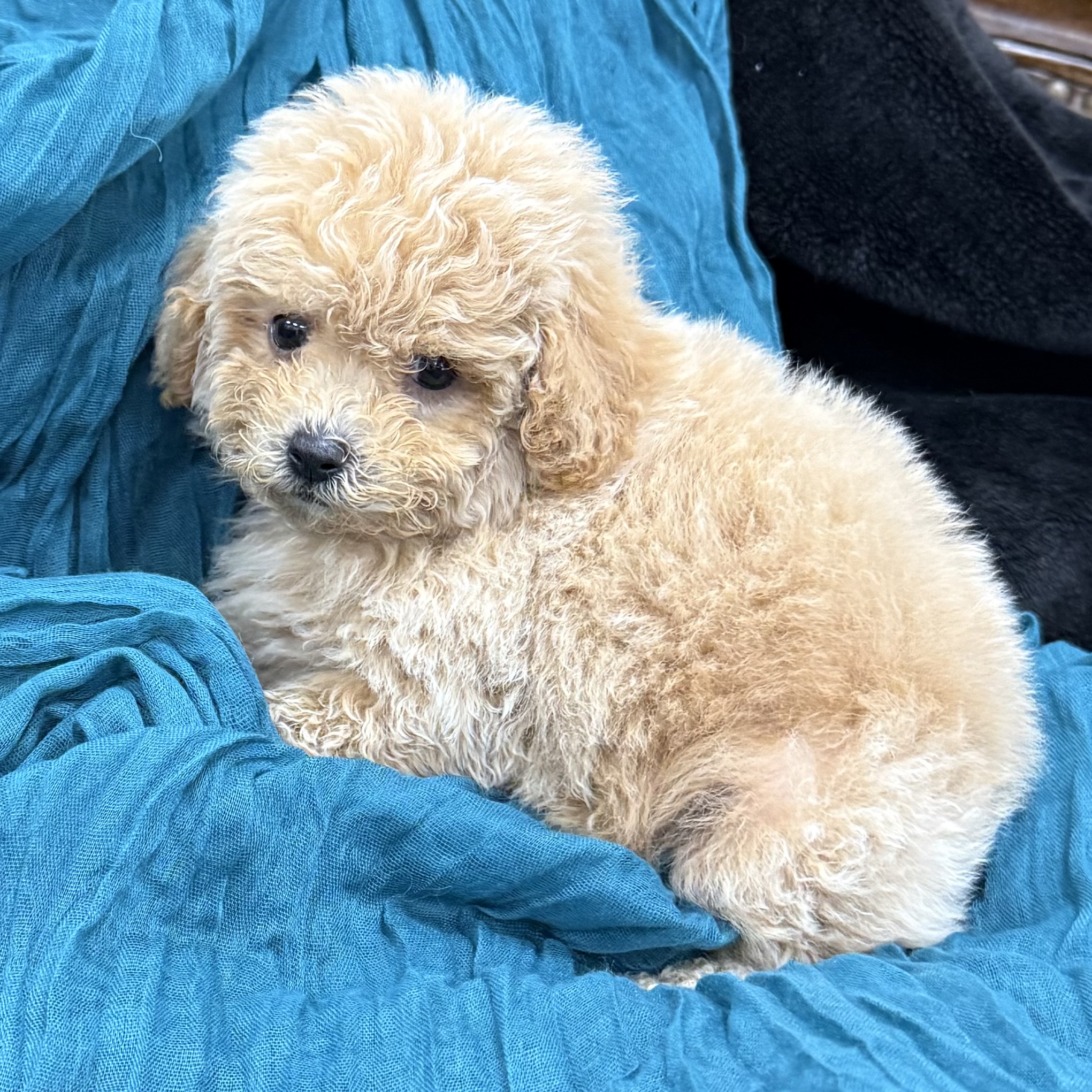 puppy grooming in boca raton puppies for sale in boca raton