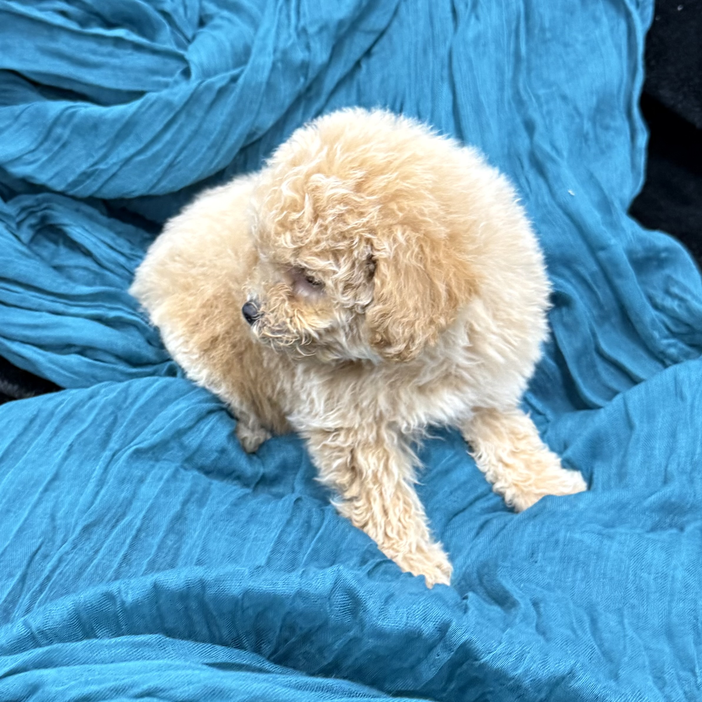 puppy grooming in boca raton puppies for sale in boca raton