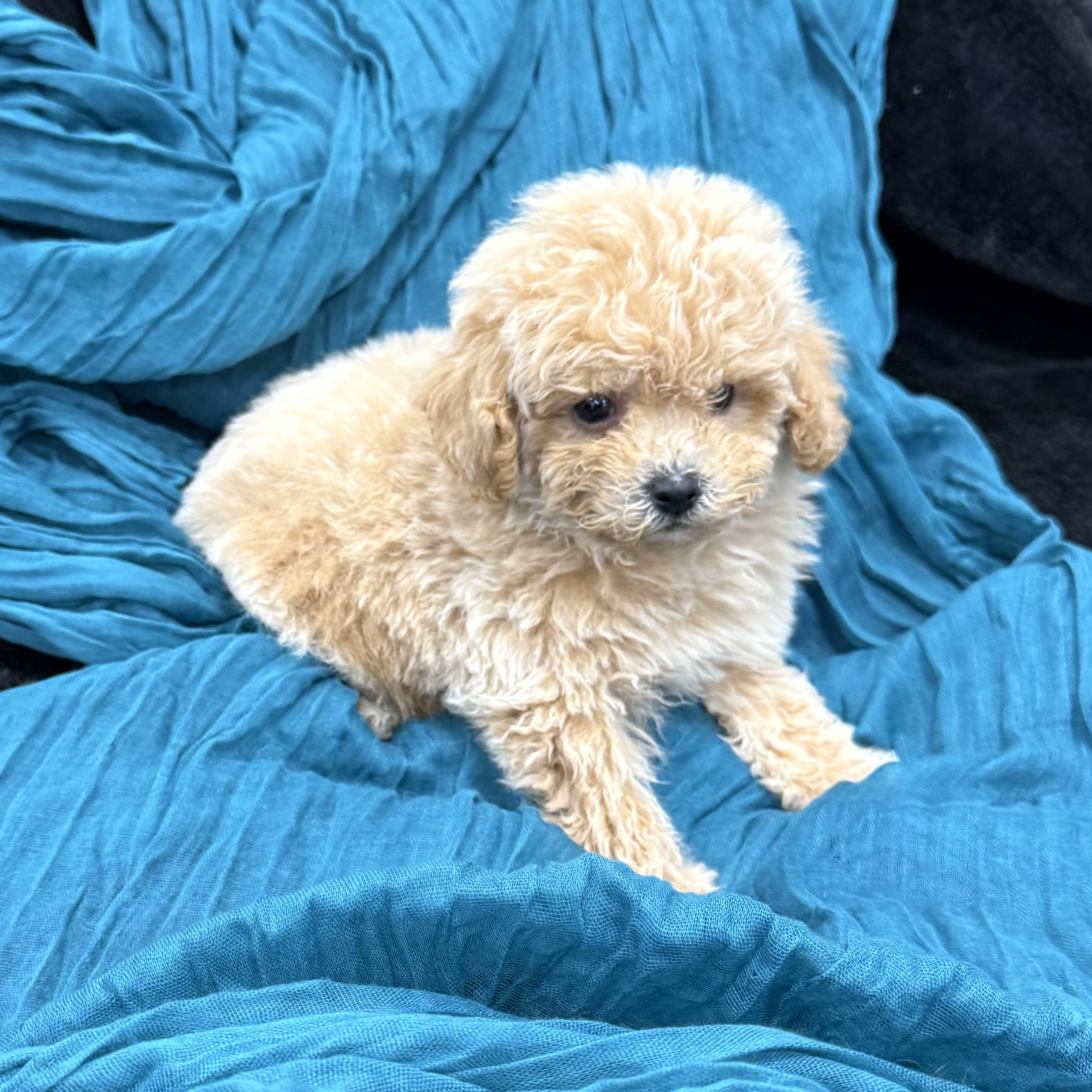 puppy grooming in boca raton puppies for sale in boca raton